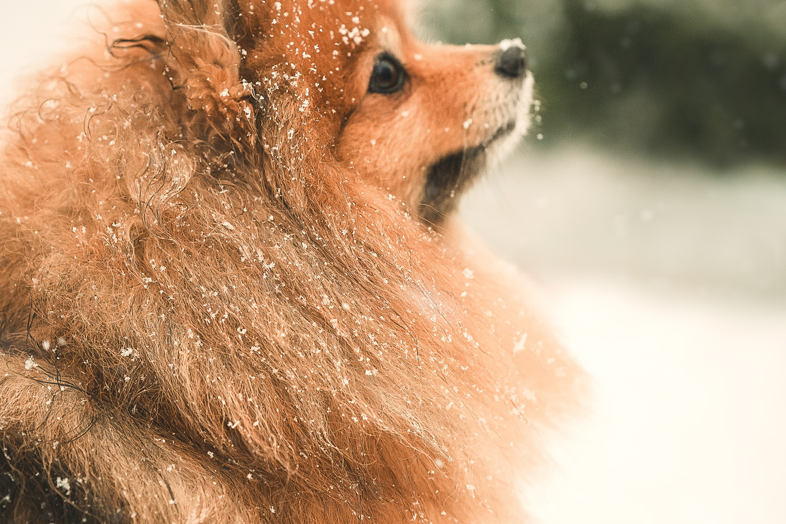 Людмила, Алиса и Шанечка