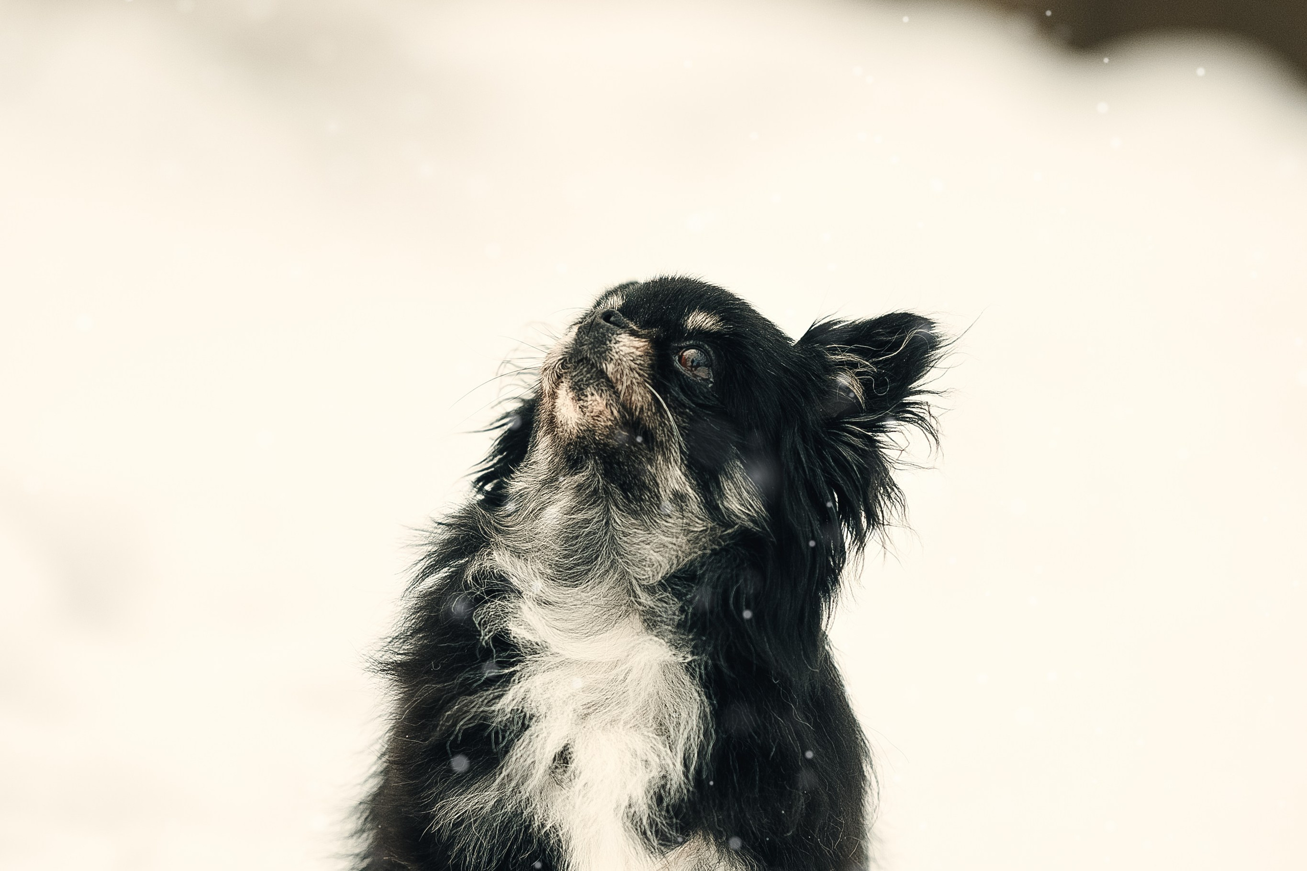 Елена, Тоша, Лиза и Поль