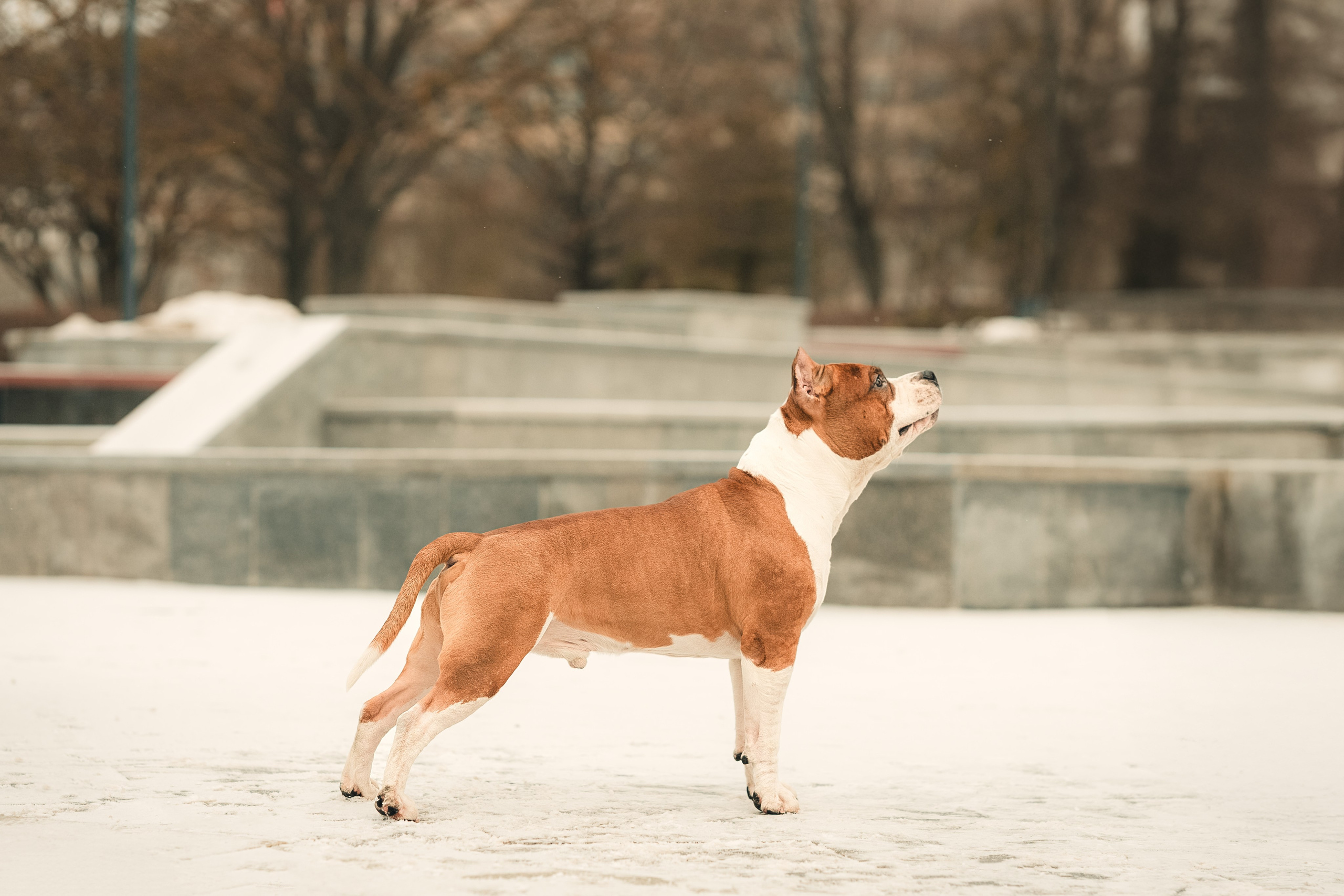 Анна и Феникс