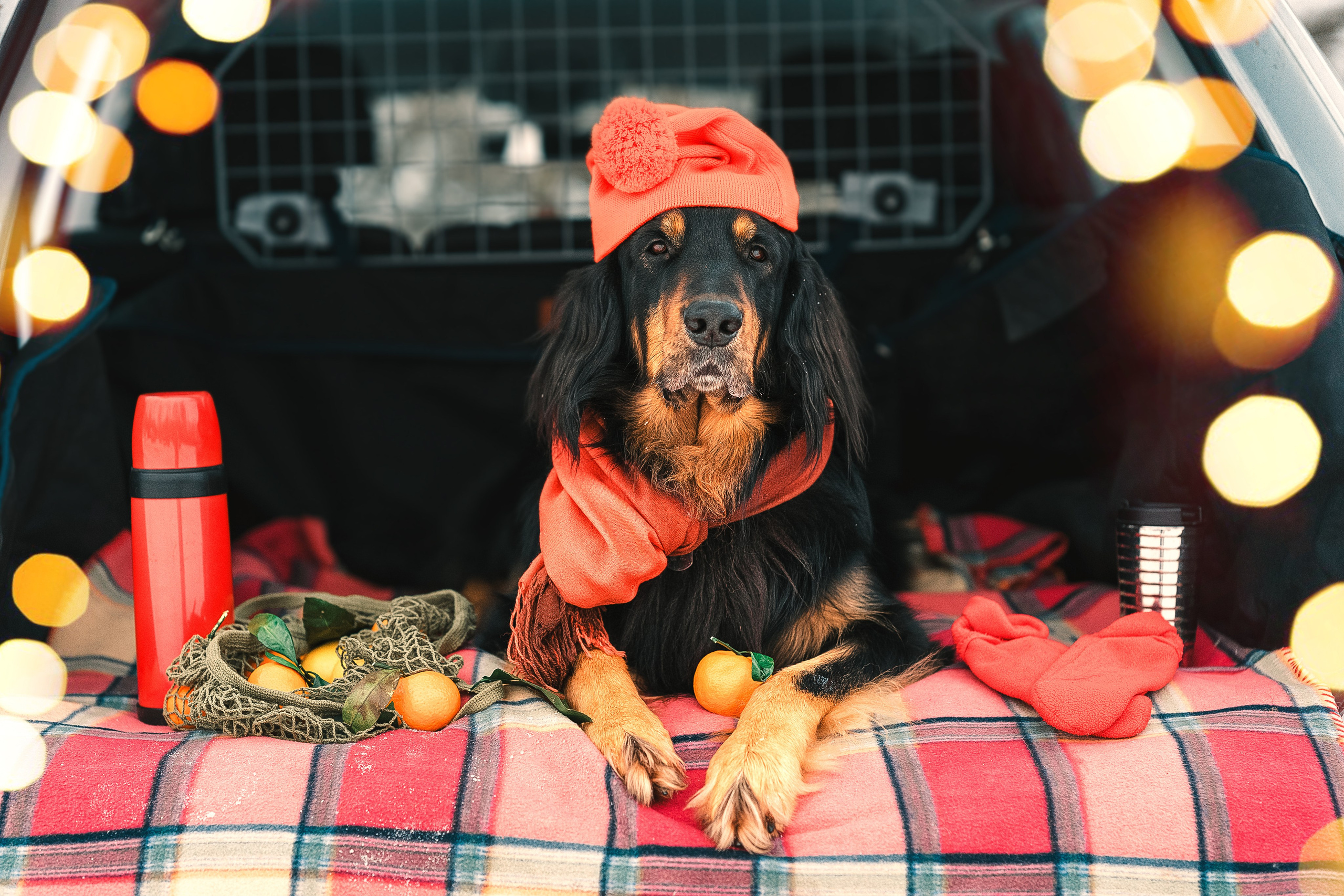 Анна и Тайгер