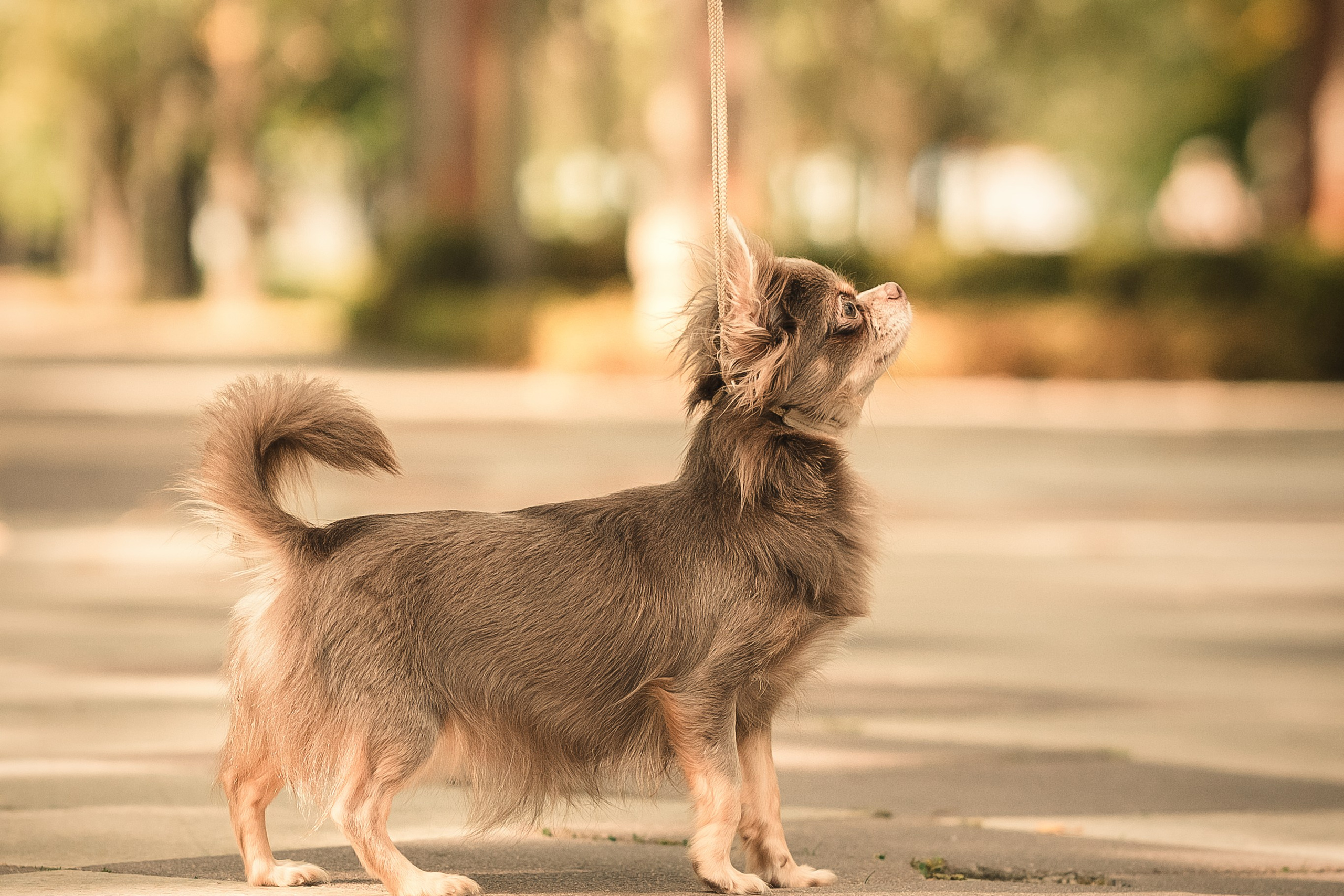 Чихуашечки