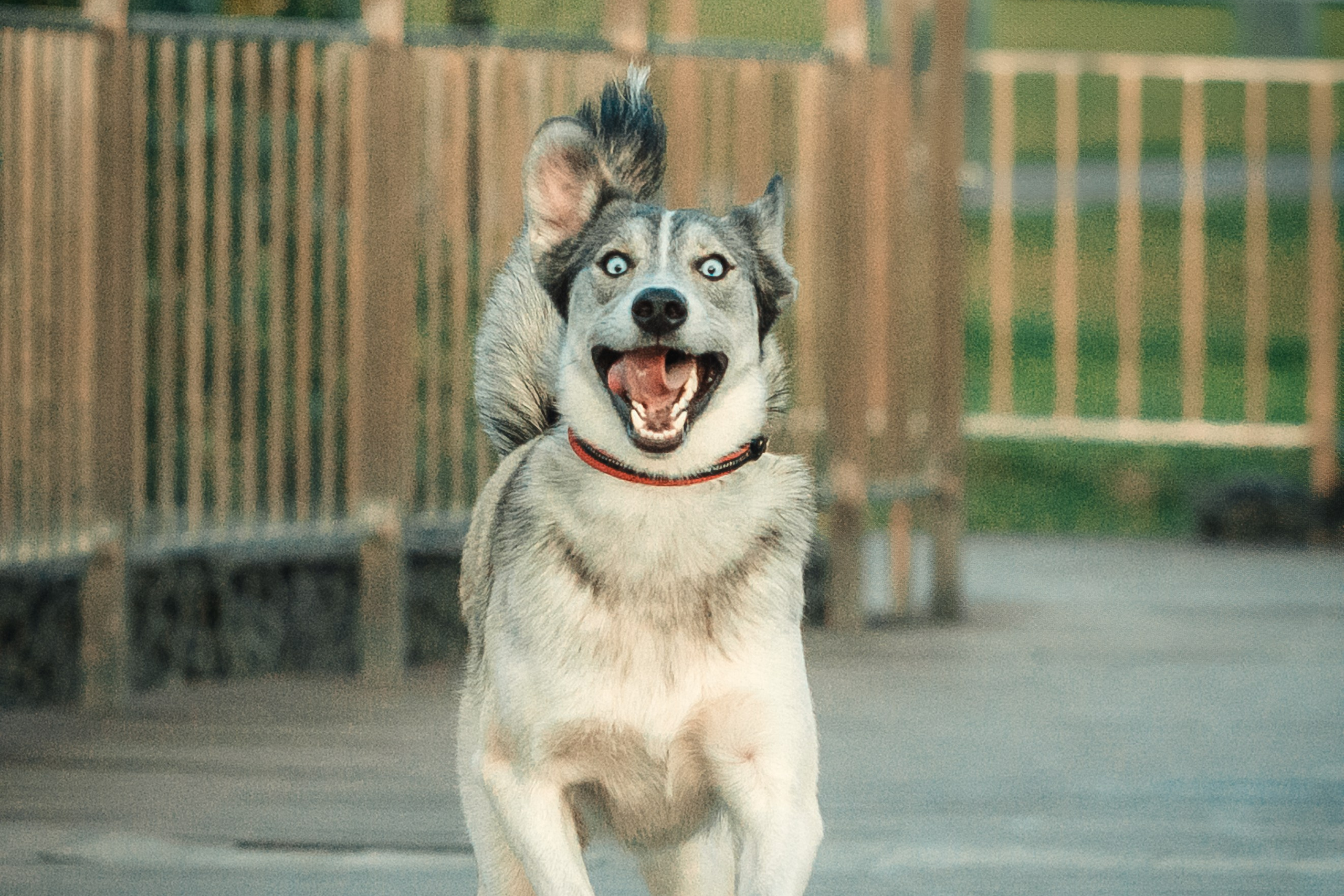Вера, Лорочка и Вольт