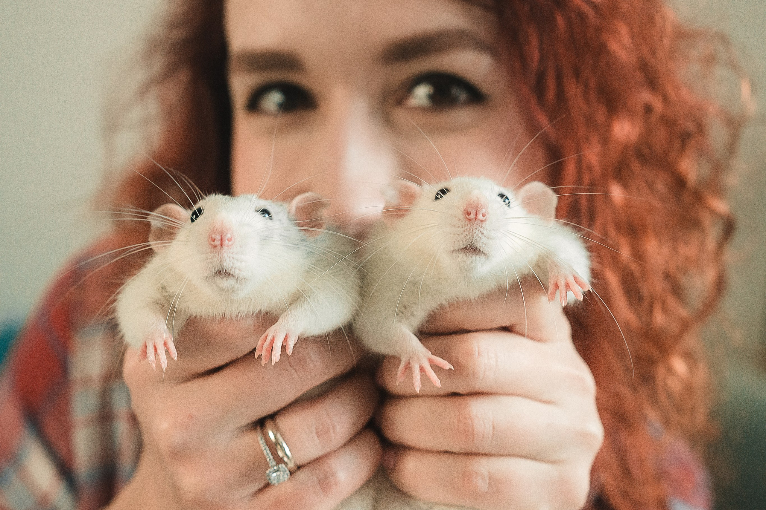 Домашняя история с крысиками