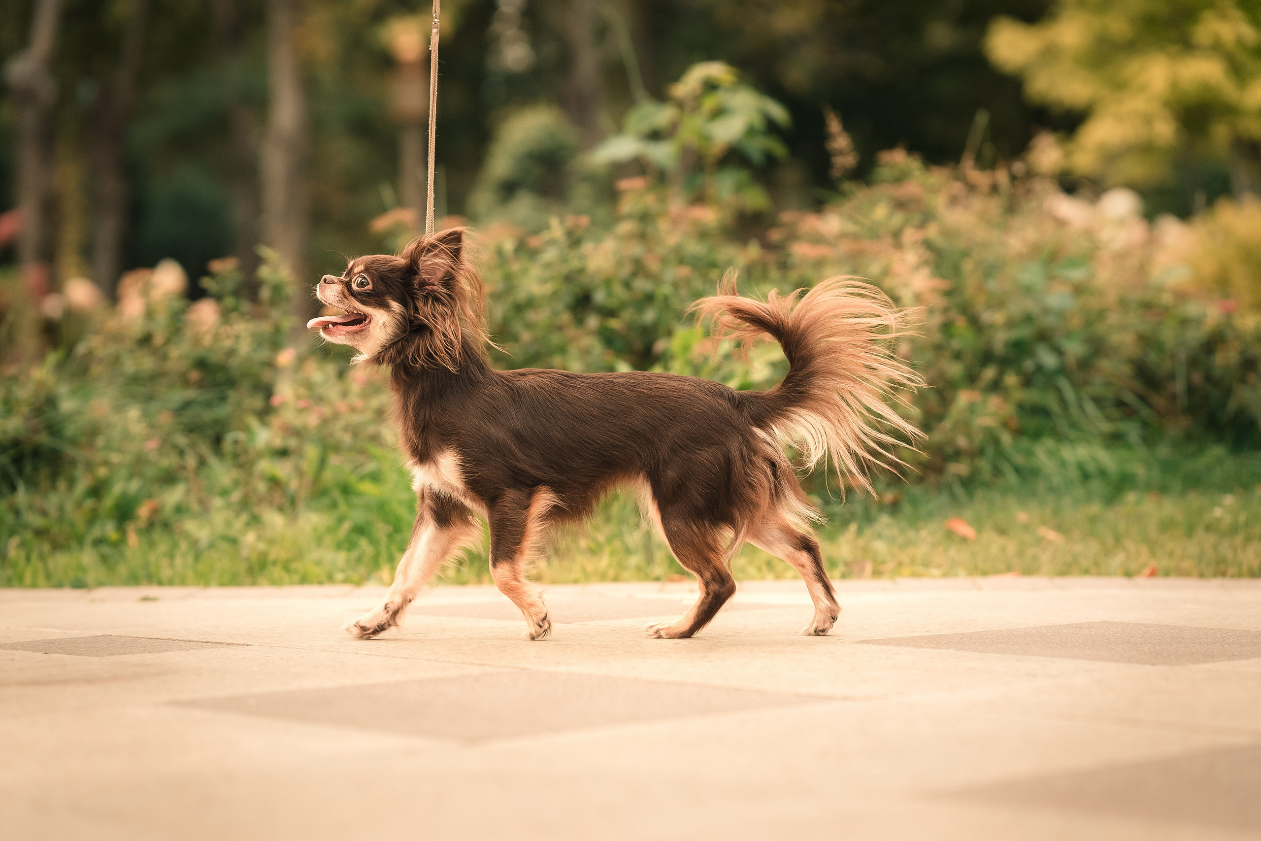 Чихуашечки