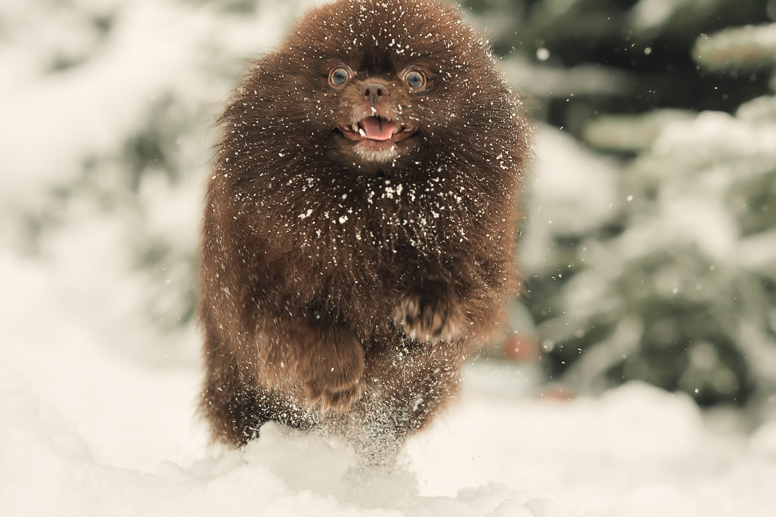 Людмила, Алиса и Шанечка
