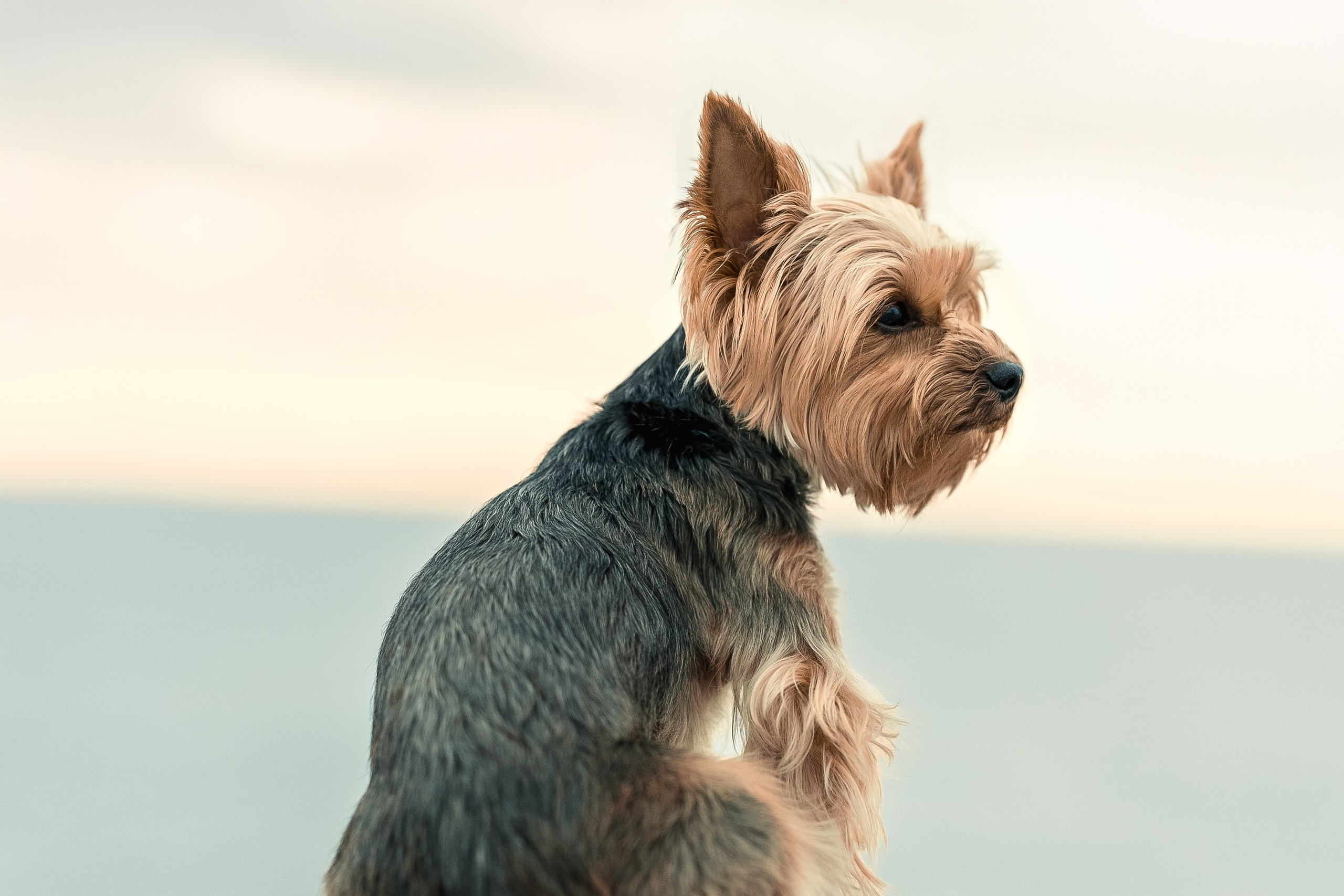 Фотограф анималист Москва