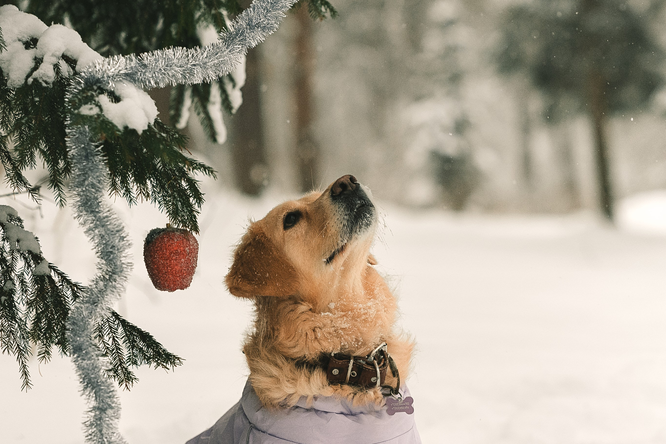 Анна и Сонечка