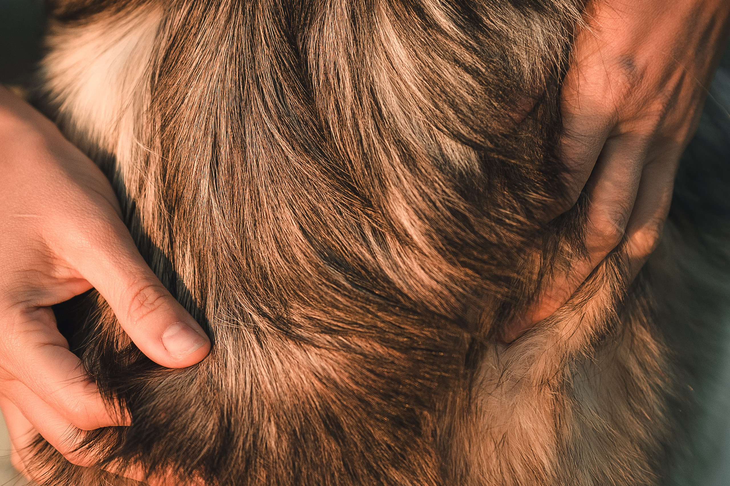 Фотограф собак