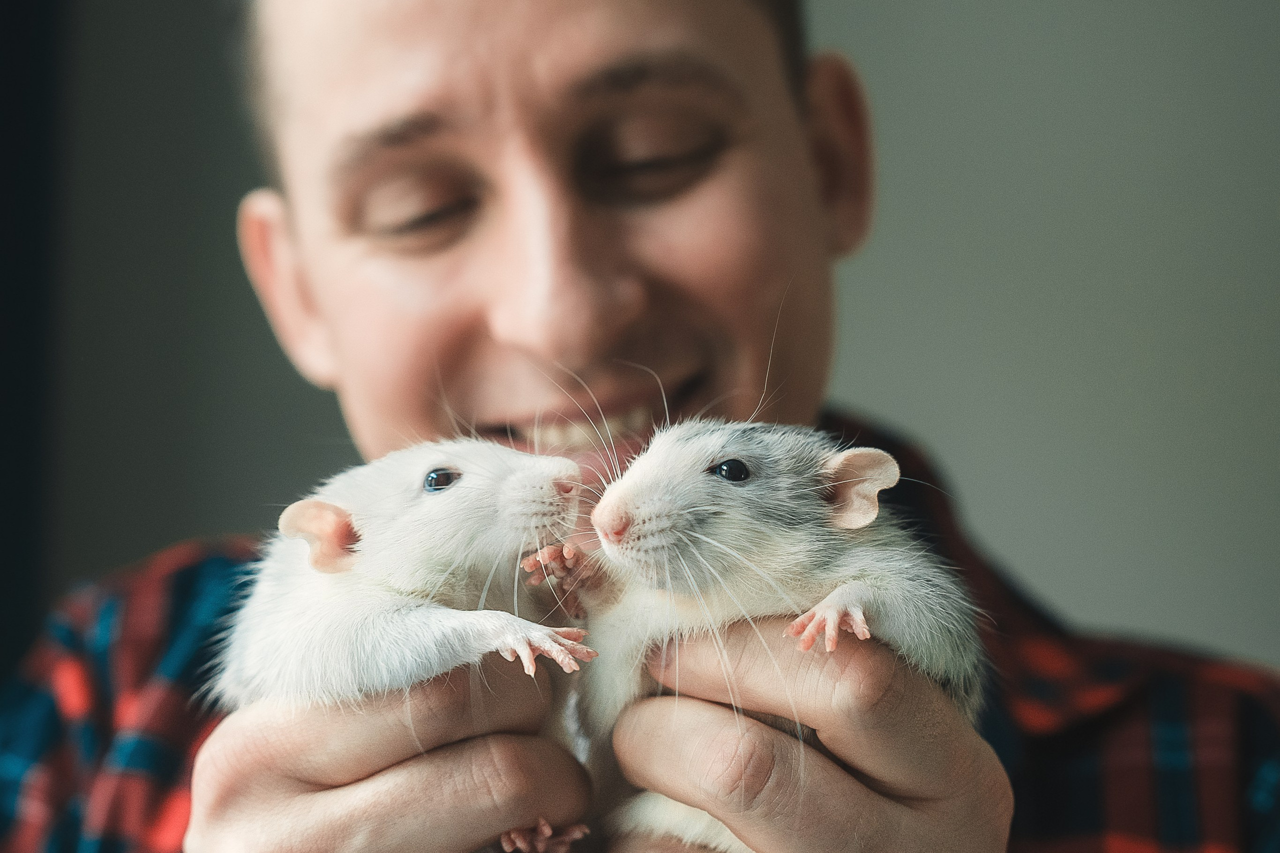 Домашняя история с крысиками