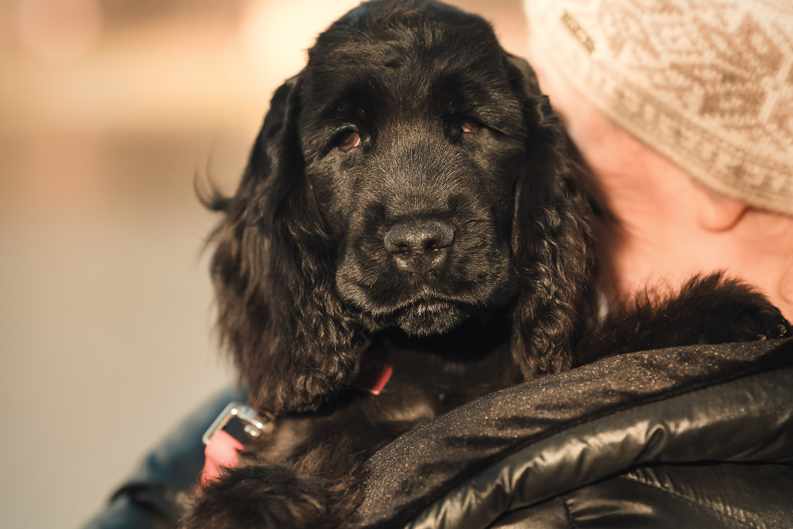 Спаниелька Мери