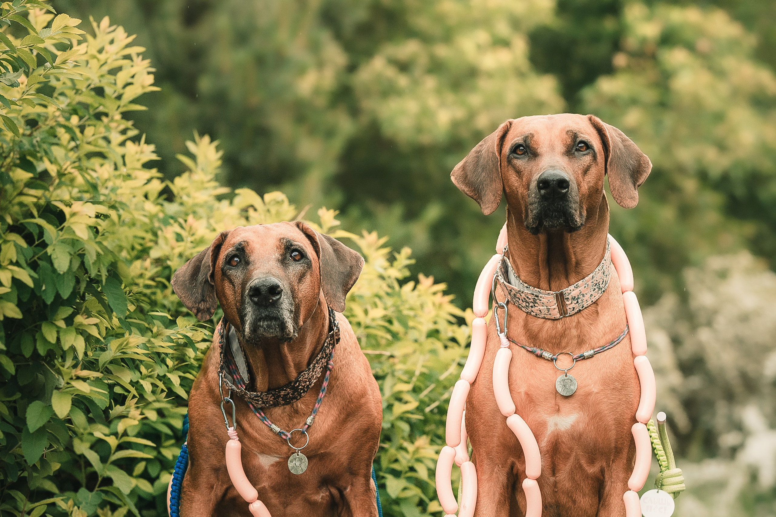 Фотосессия на рассвете с собаками в парке