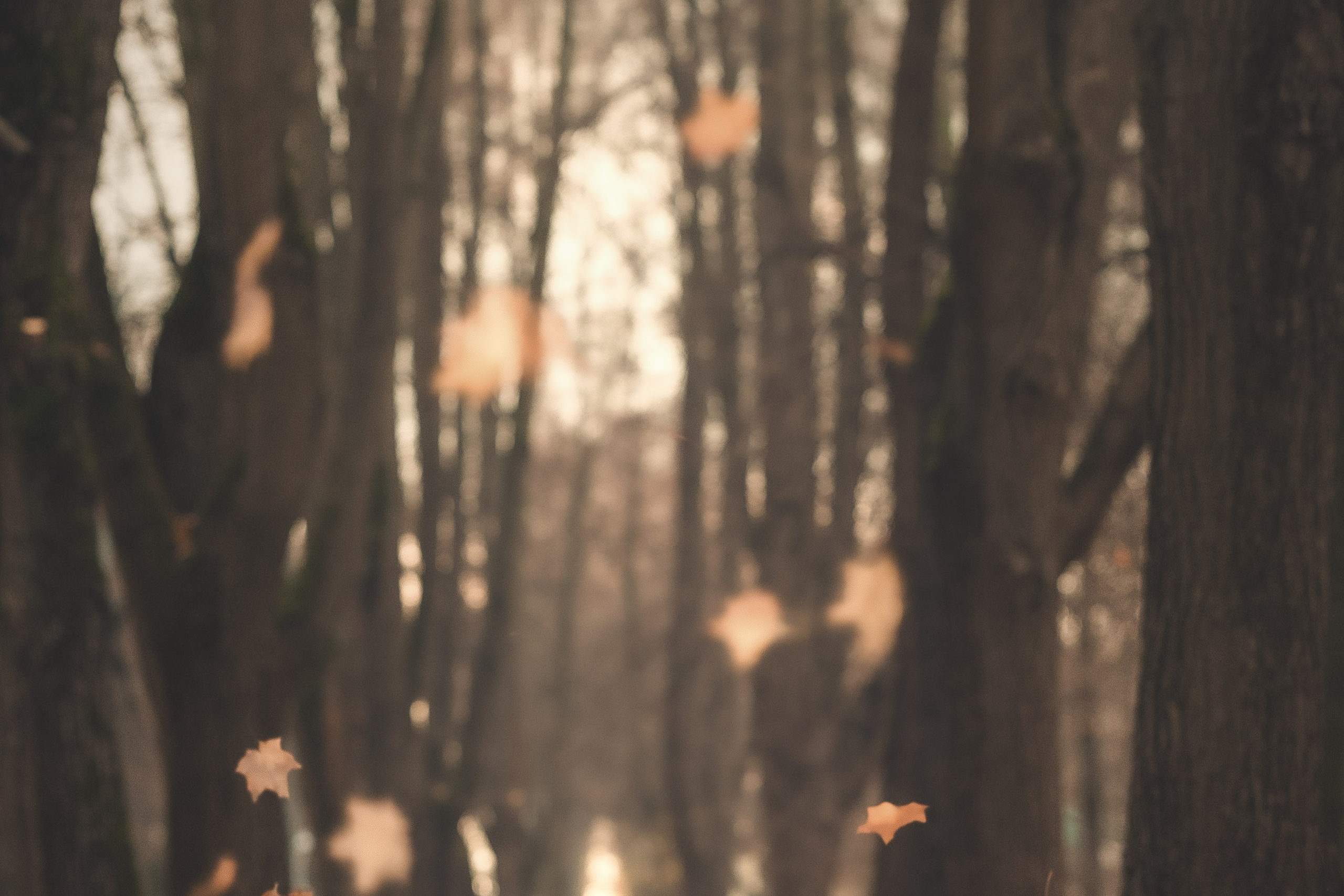 Красавчик Стич. Бостон терьер