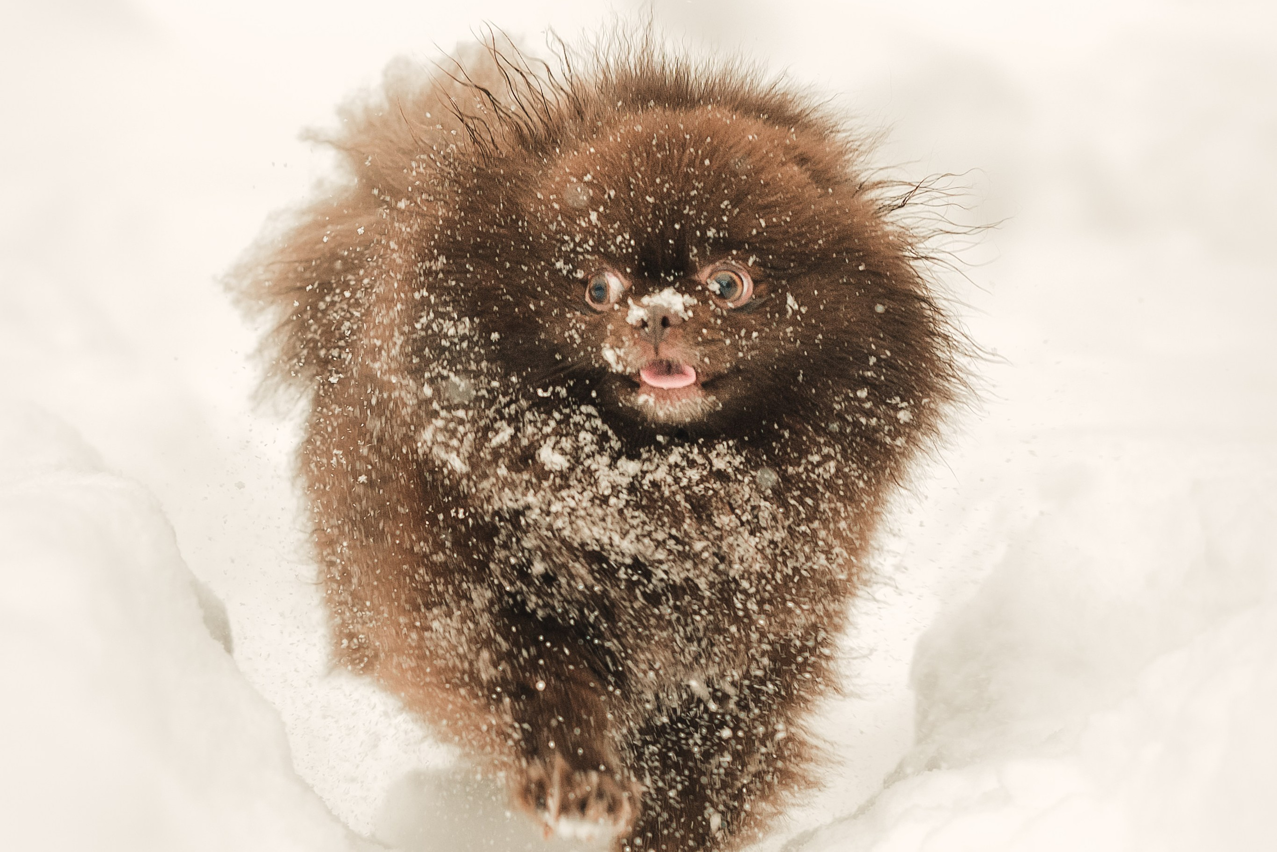 Людмила, Алиса и Шанечка