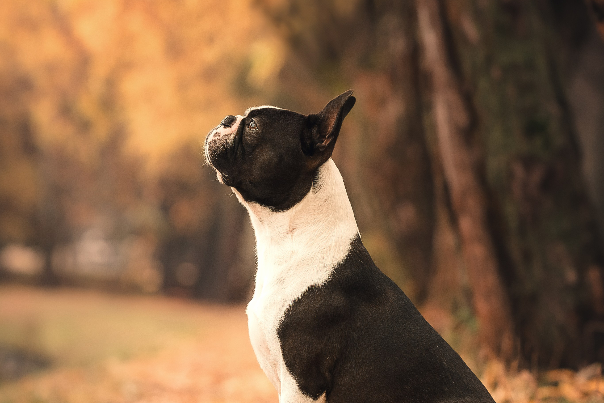 Красавчик Стич. Бостон терьер