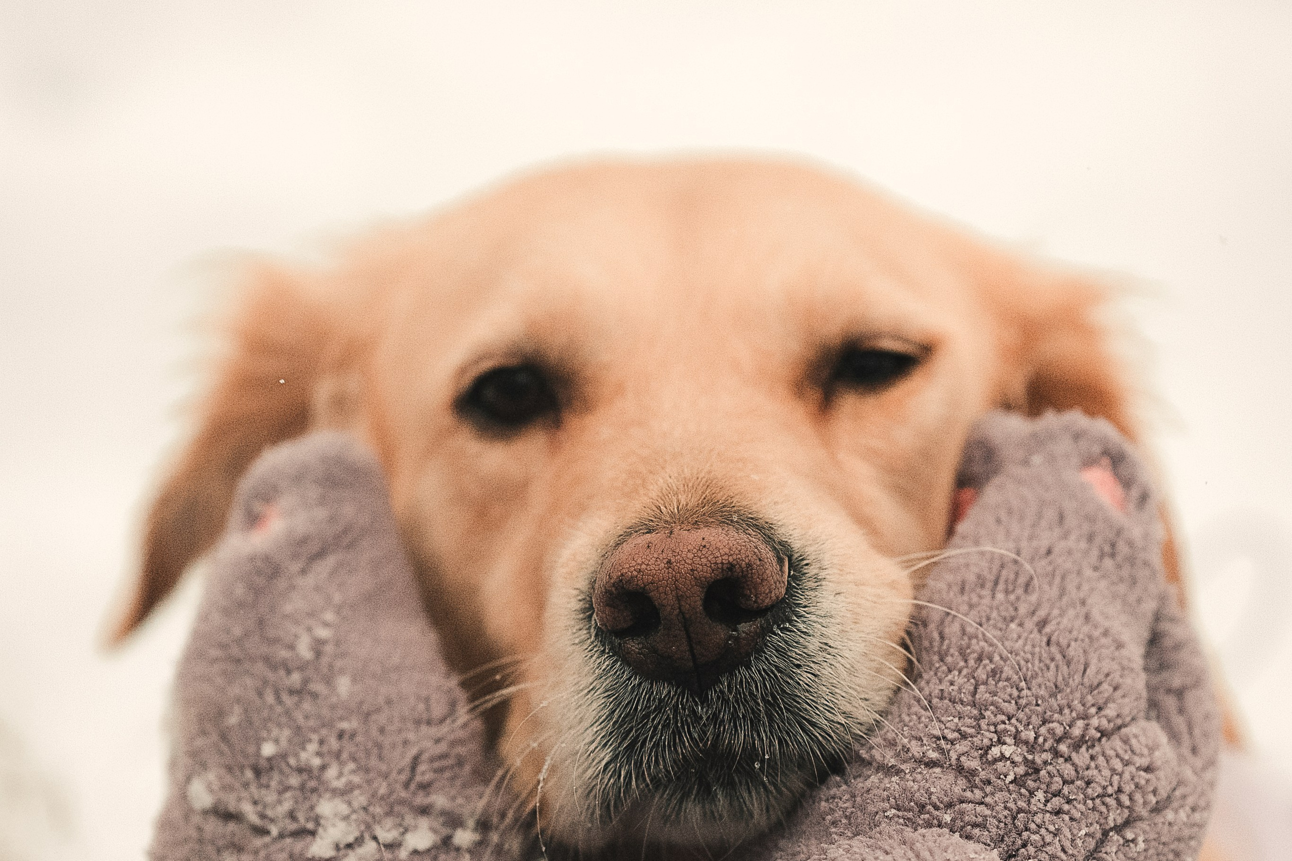 Анна и Сонечка