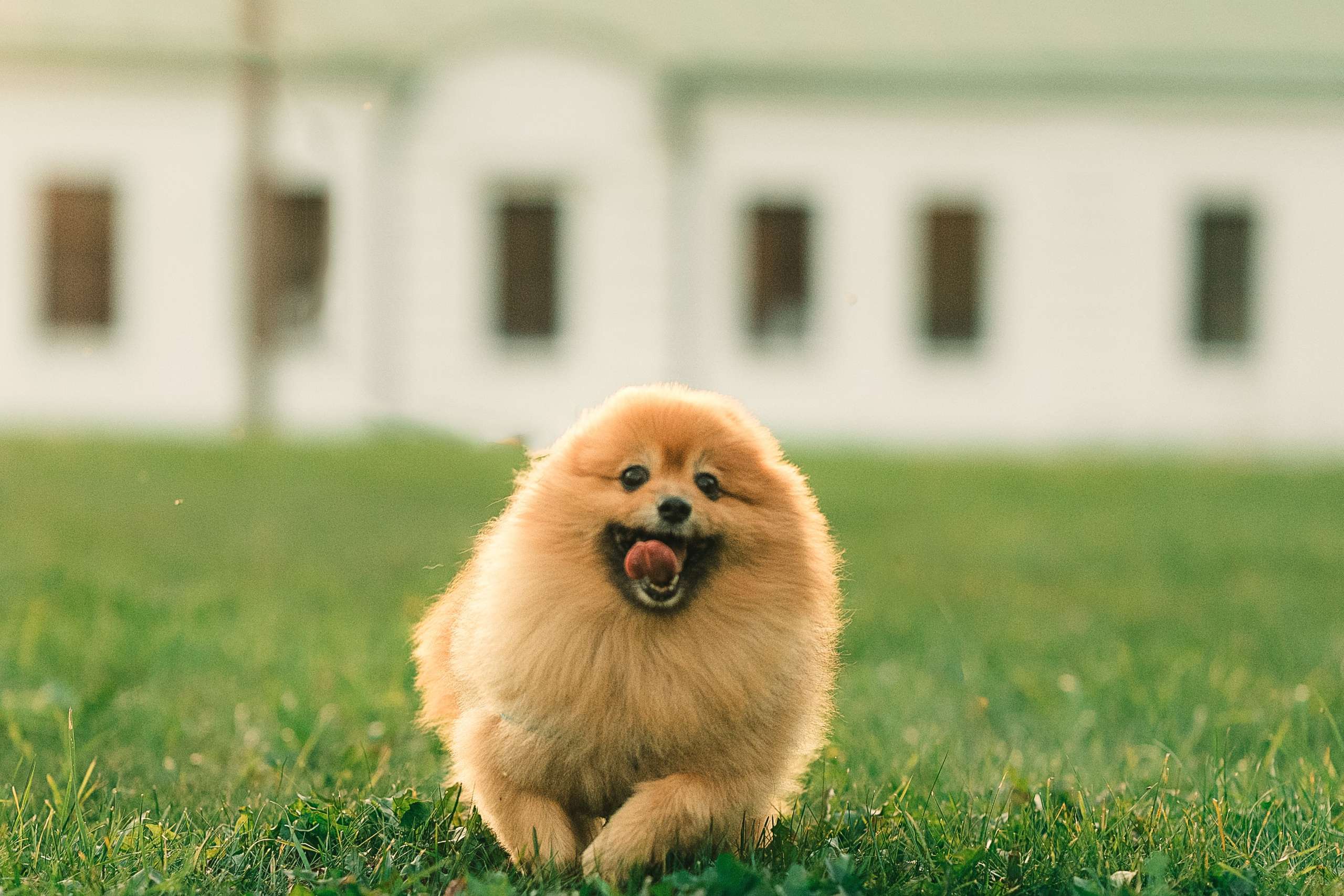 Померанский шпиц Москва