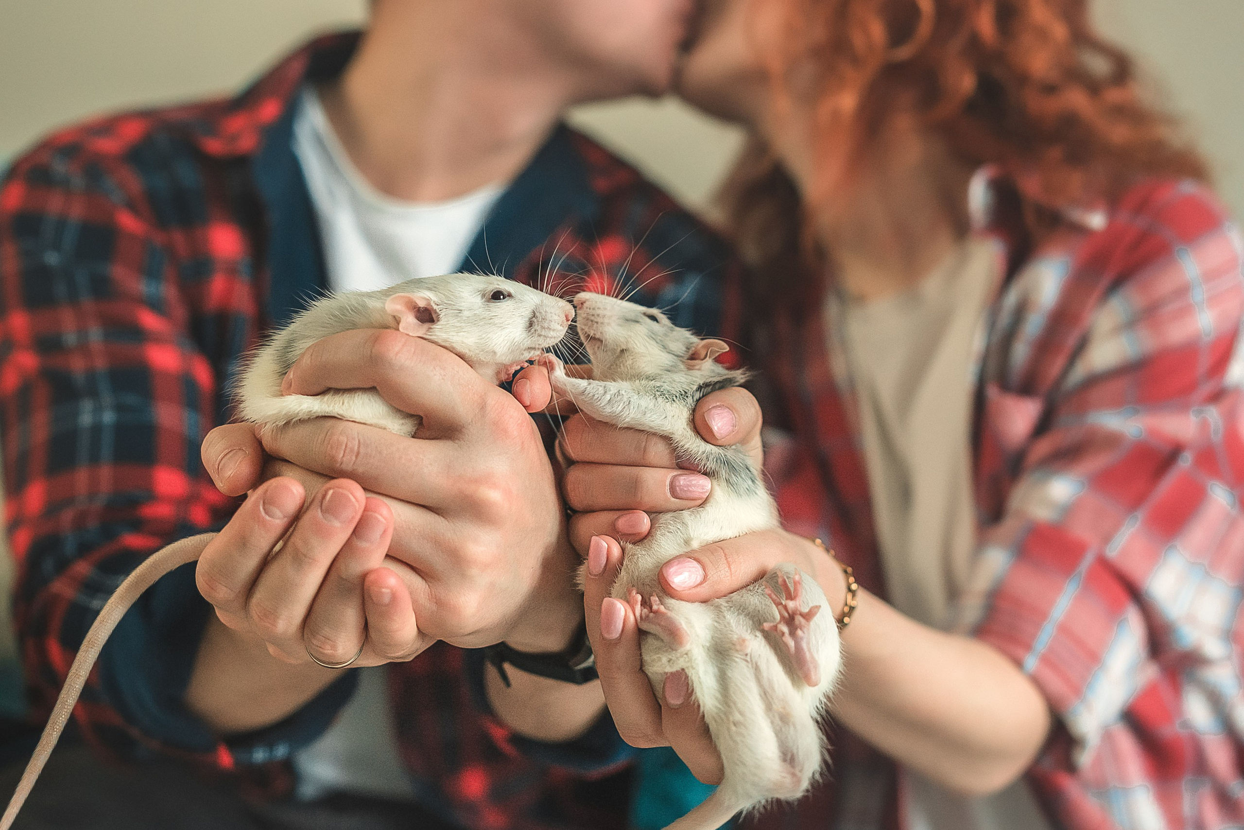 Домашняя история с крысиками