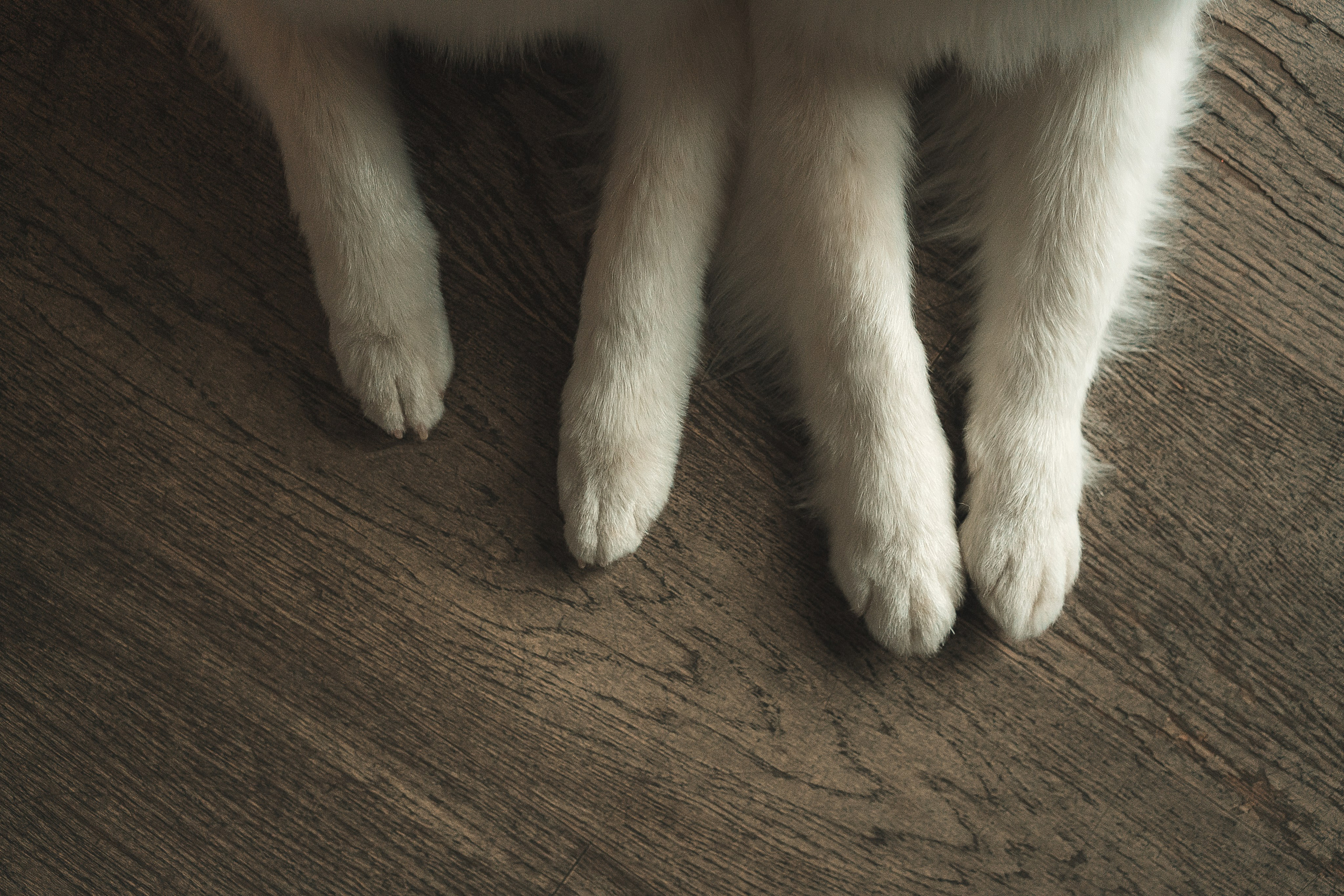 Лиза, Давид и два хвостатых облачка