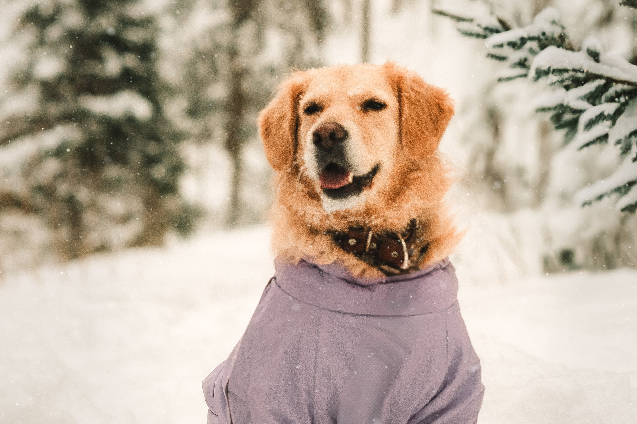 Анна и Сонечка