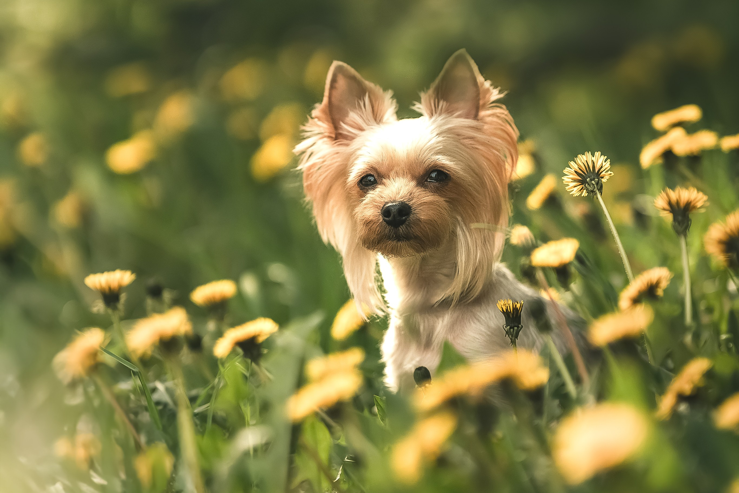 Съёмка в мае в цвтении яблонь с собакой