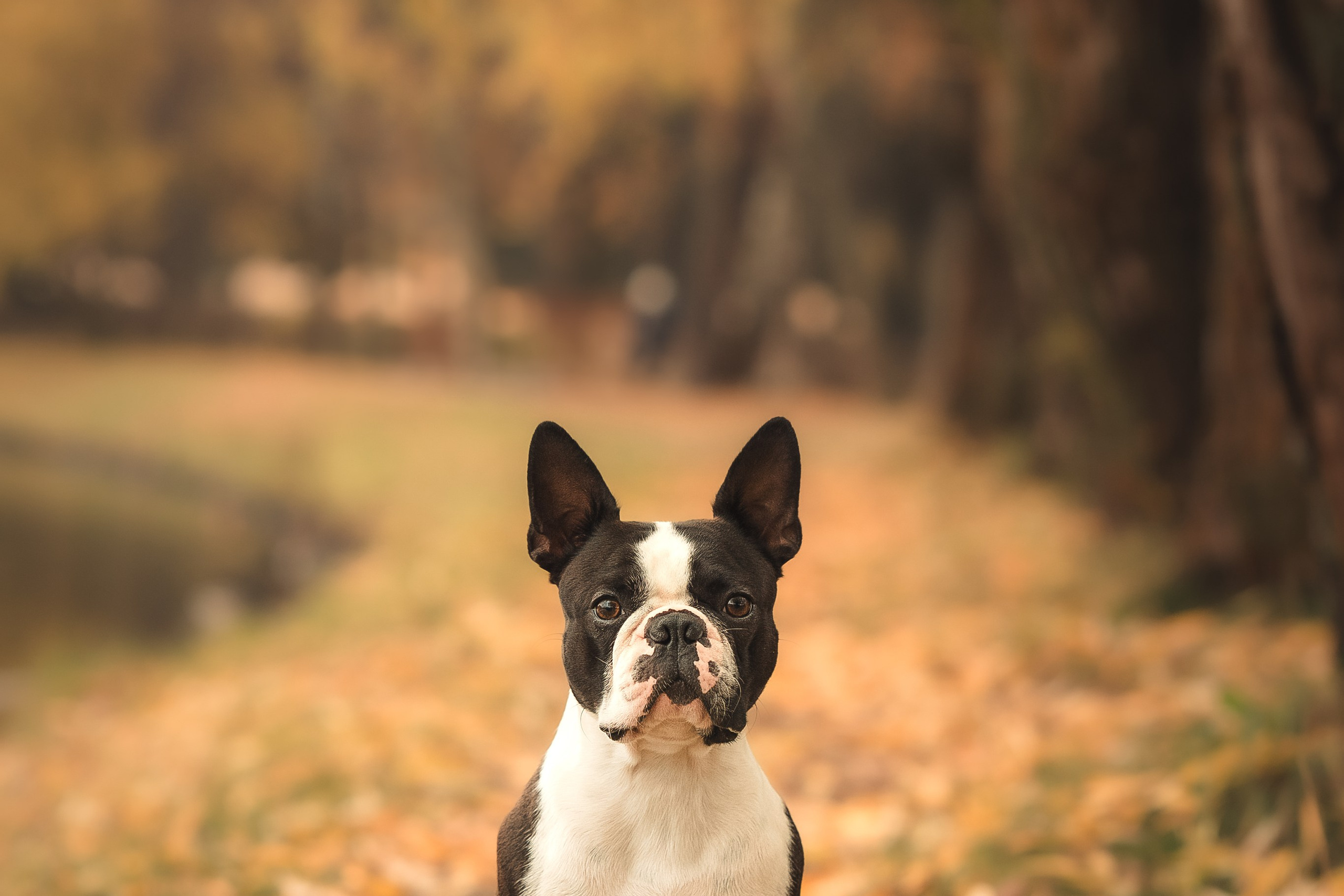Красавчик Стич. Бостон терьер