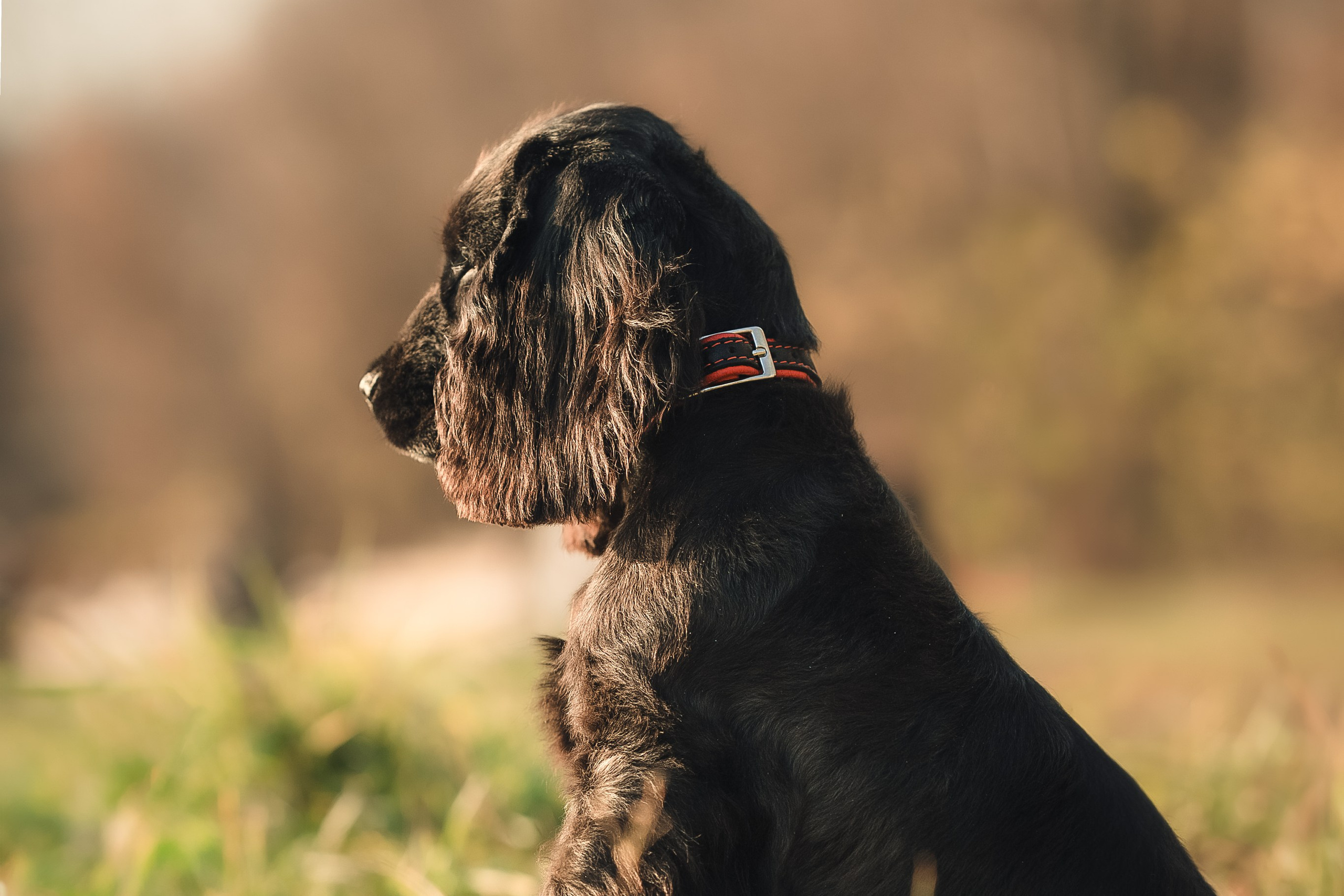 Спаниелька Мери