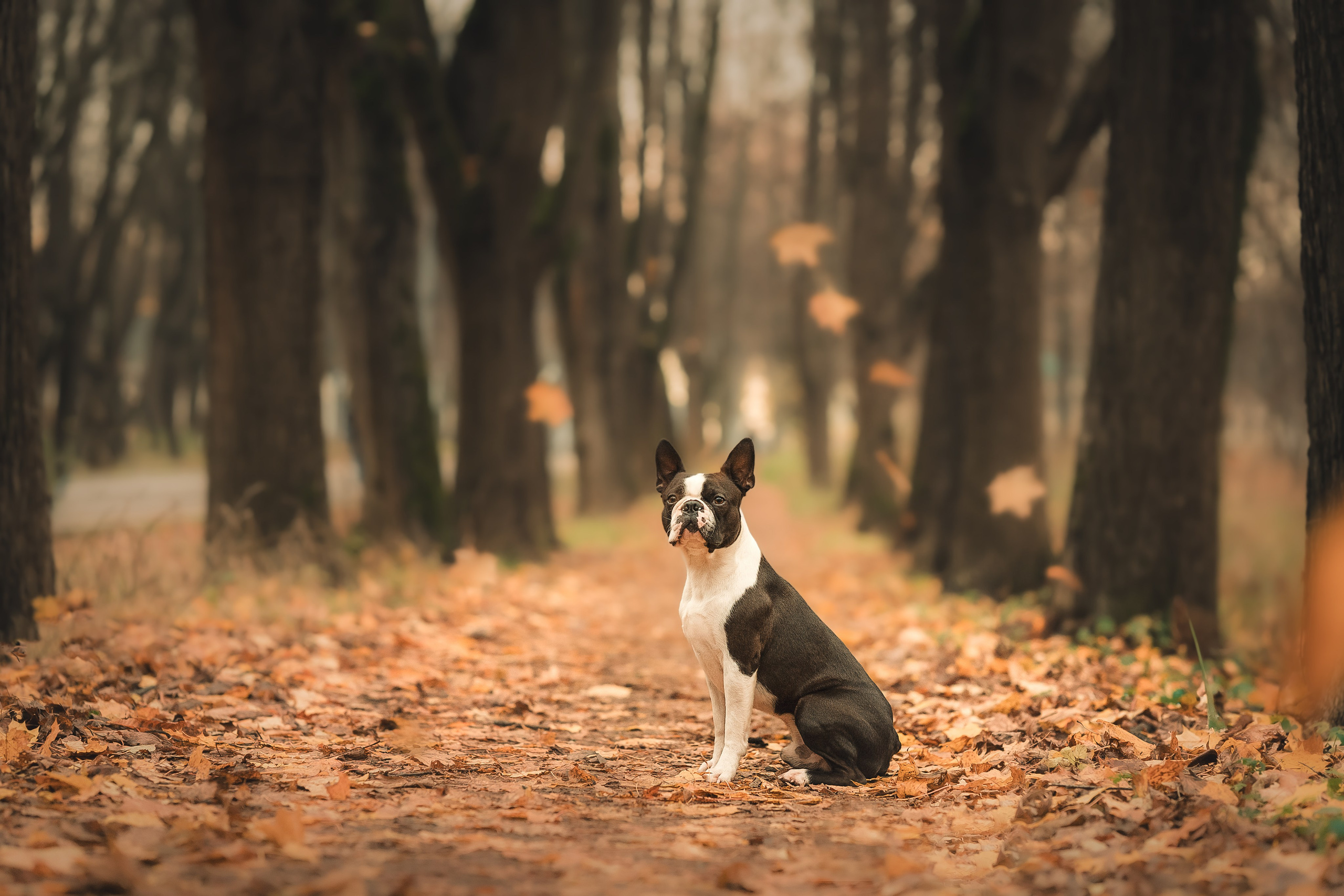 Красавчик Стич. Бостон терьер