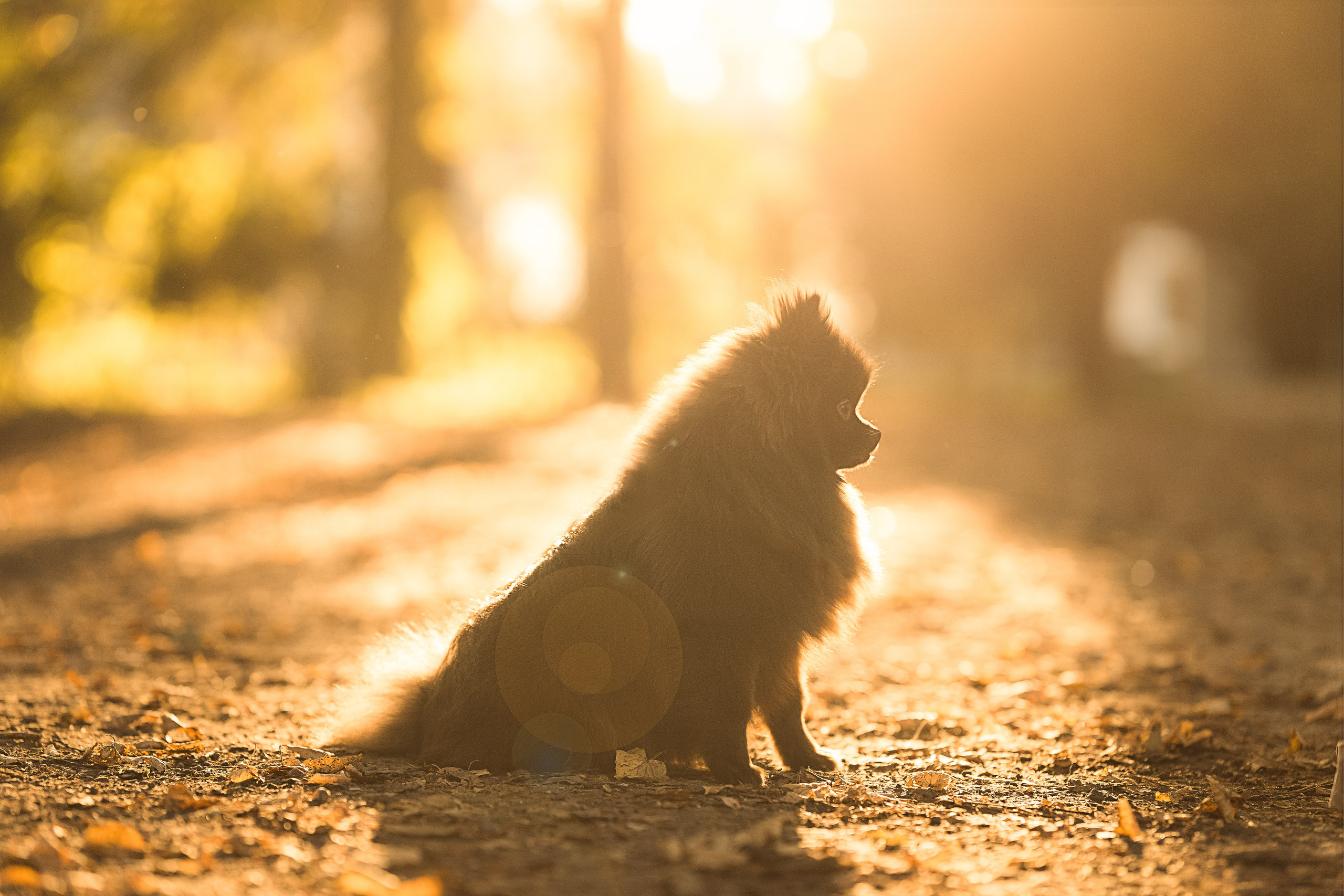 Людмила, Ника и шпицульки