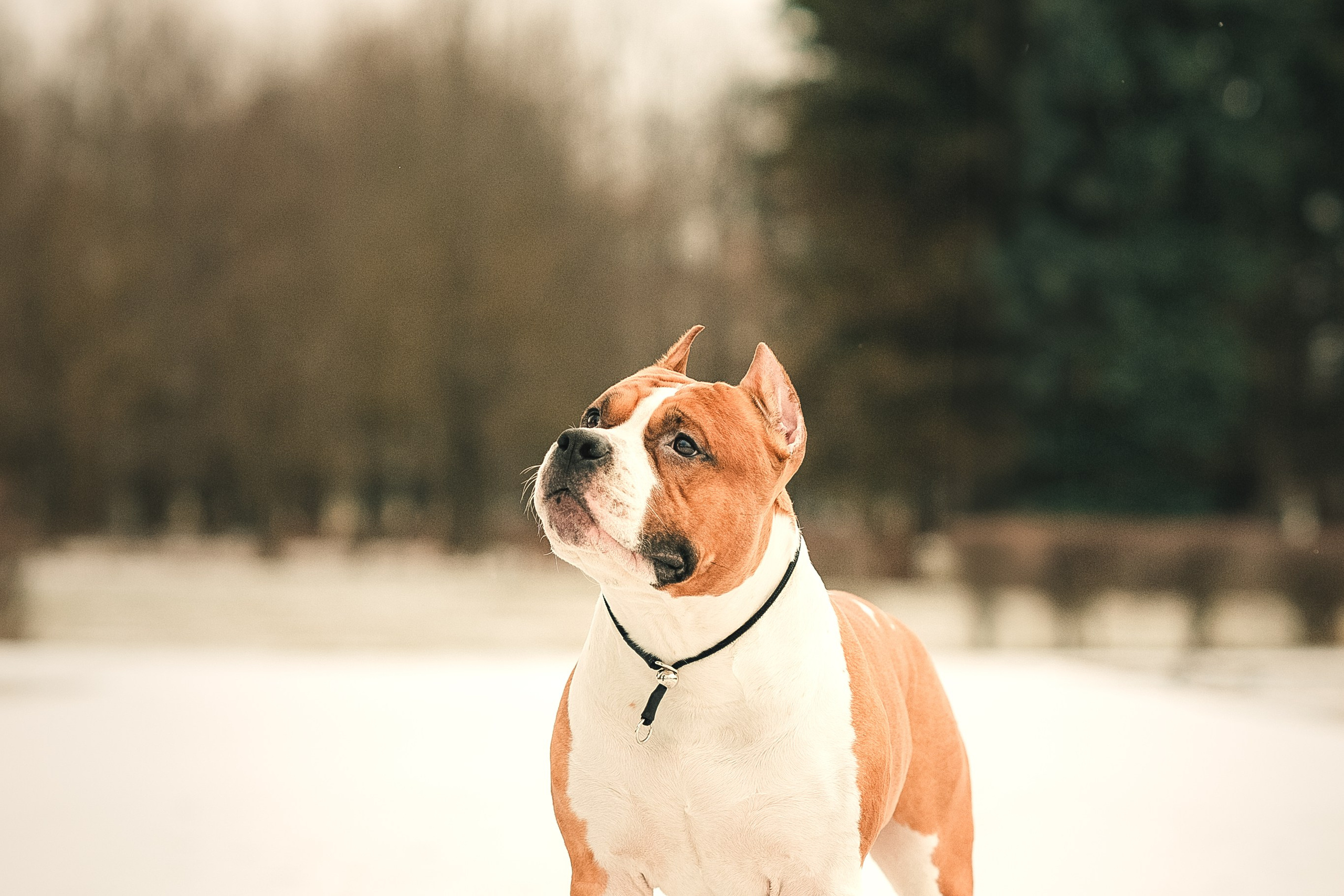 Анна и Феникс