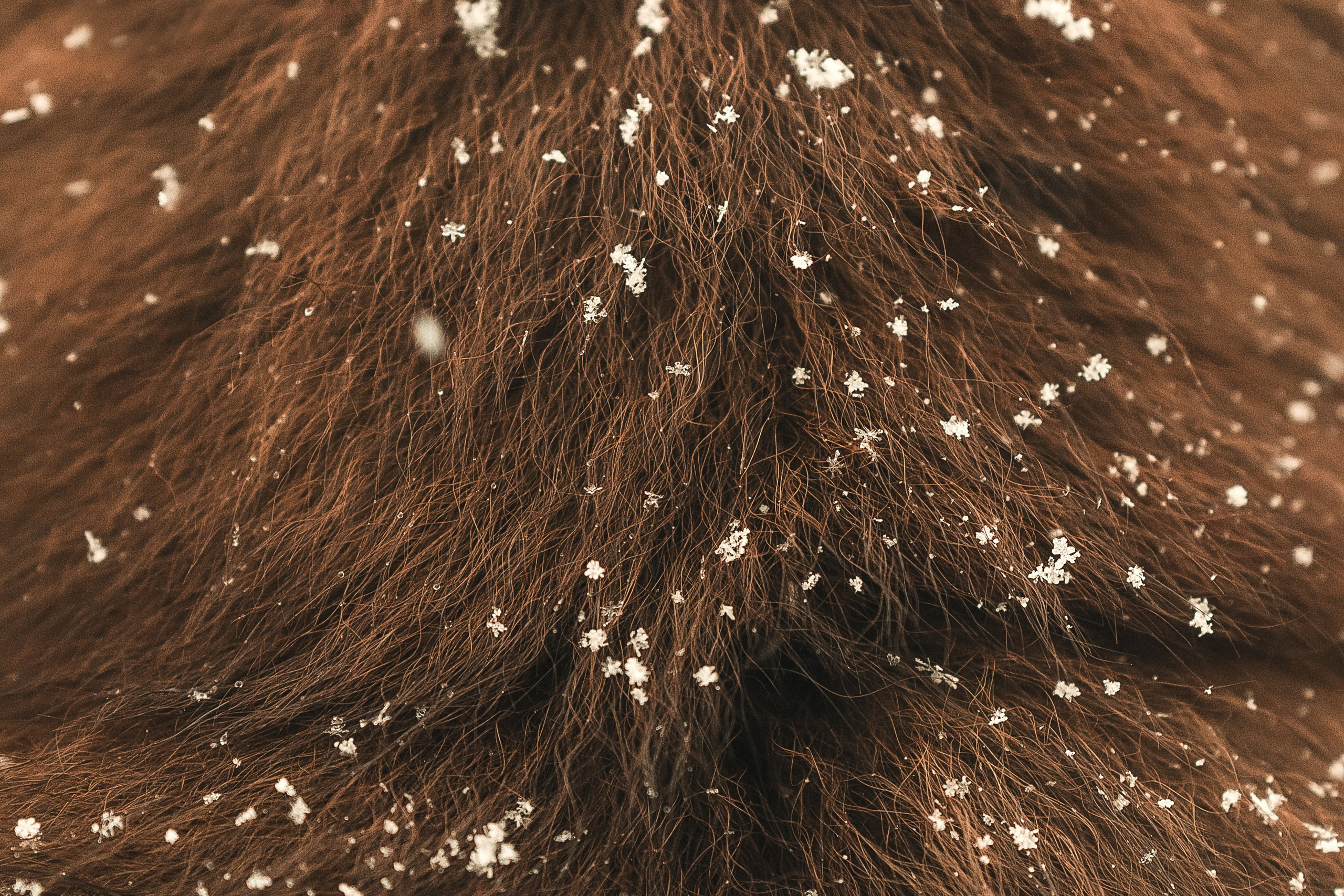 Людмила, Алиса и Шанечка