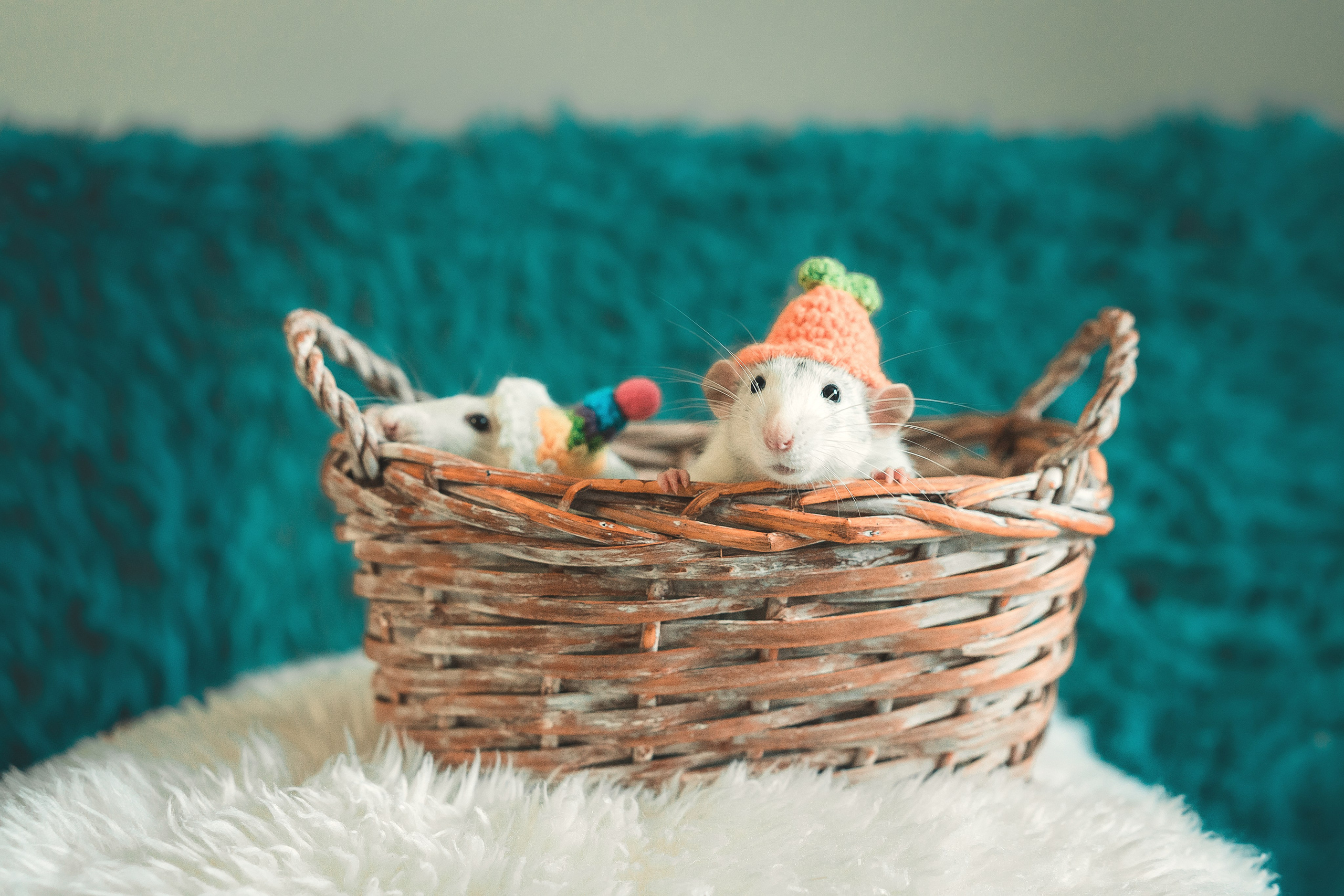 Домашняя история с крысиками