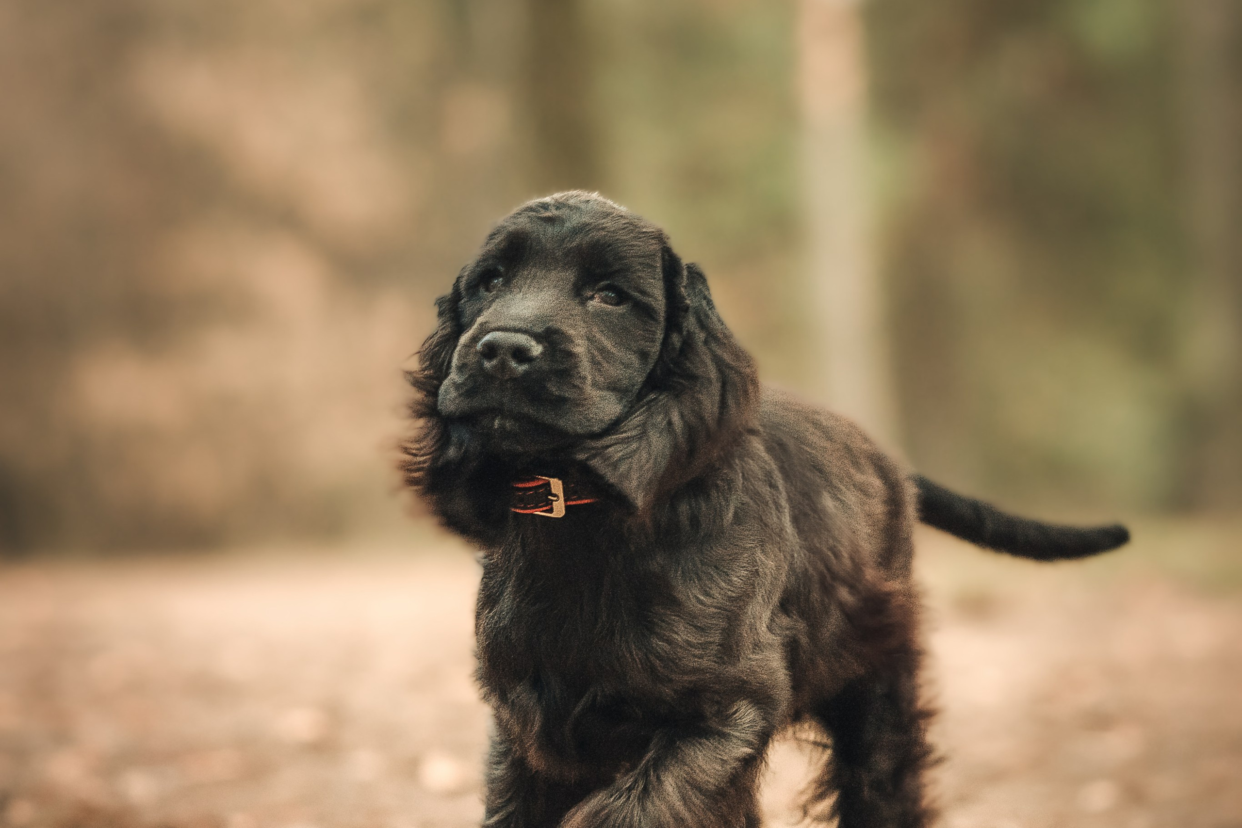 Спаниелька Мери