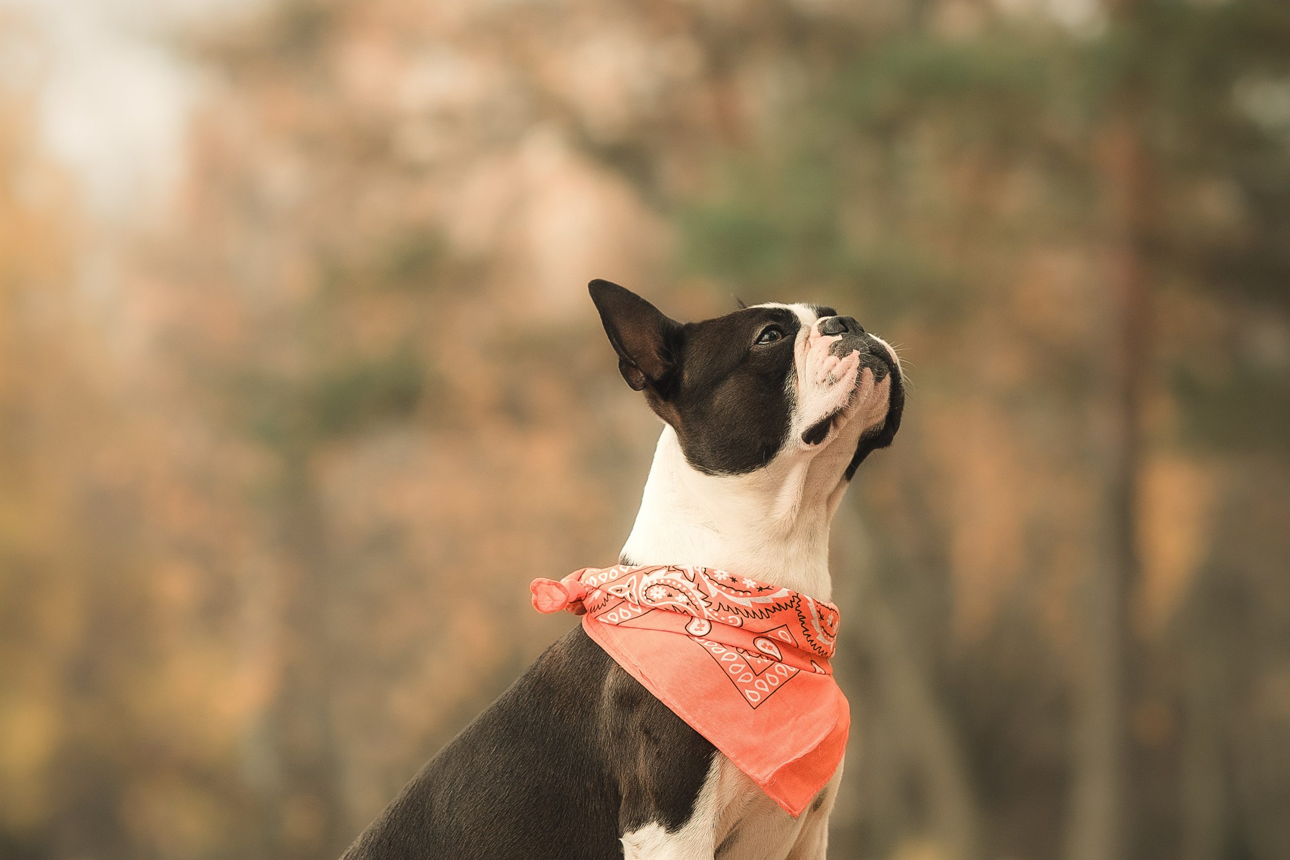 Красавчик Стич. Бостон терьер