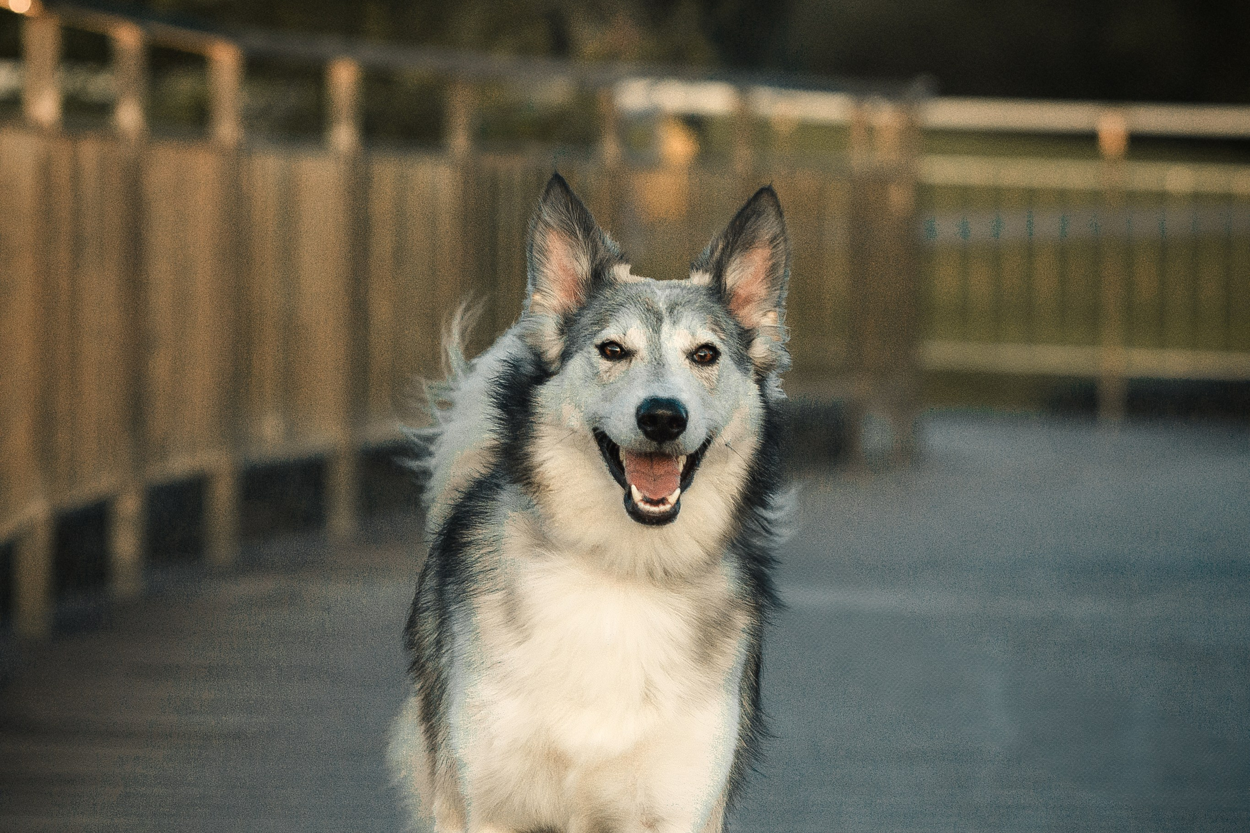 Вера, Лора и Вольт