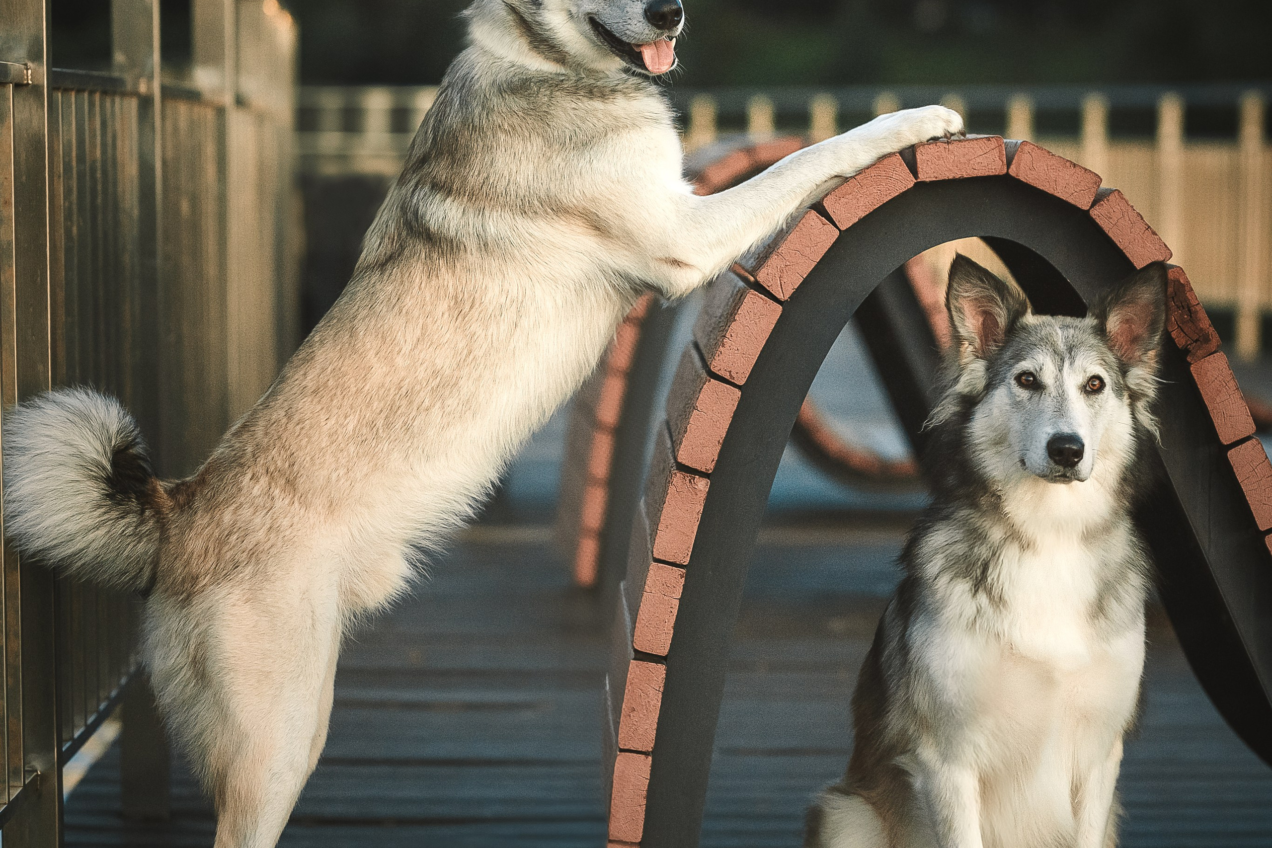 Вера, Лорочка и Вольт