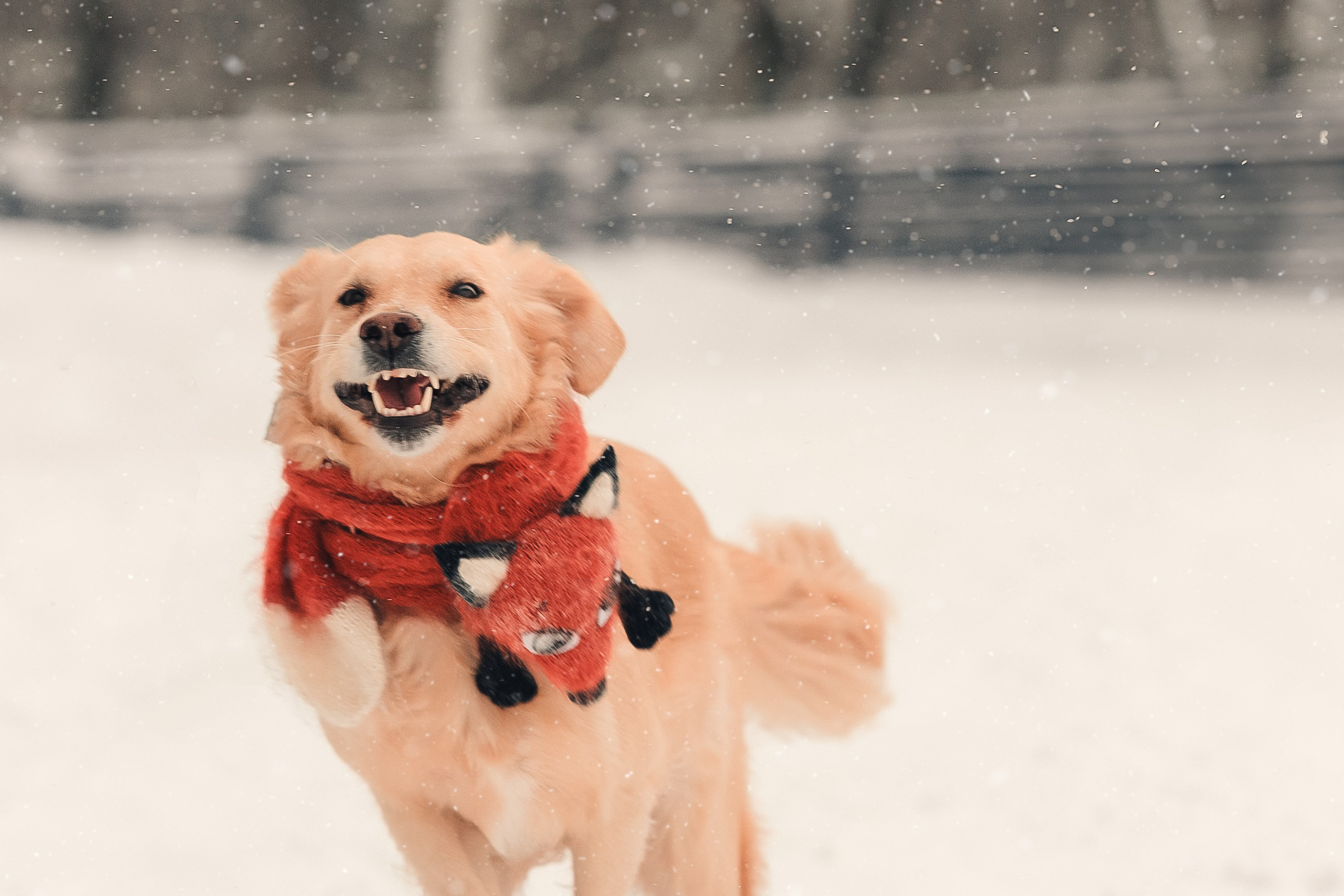 Анна и Сонечка