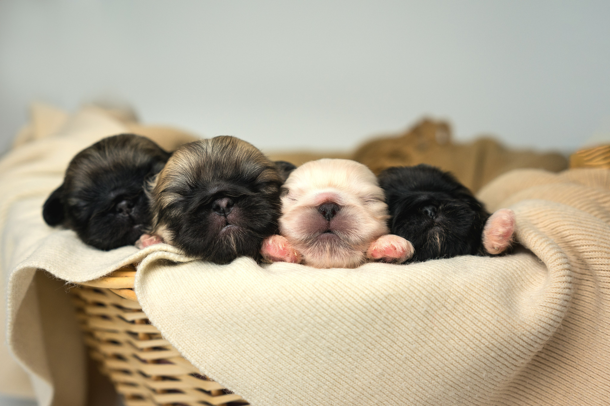 Съёмка щенков на продажу