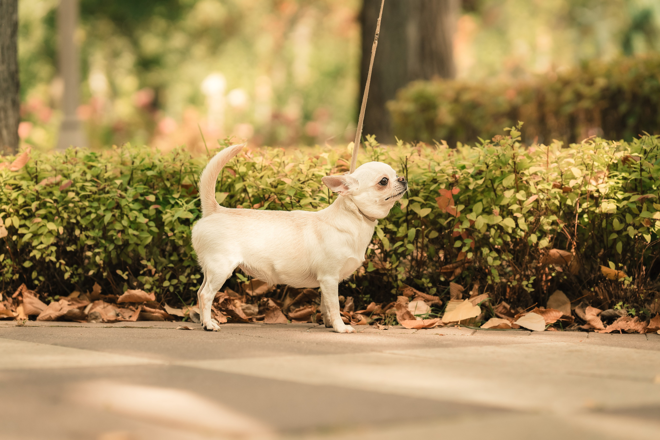 Чихуашечки