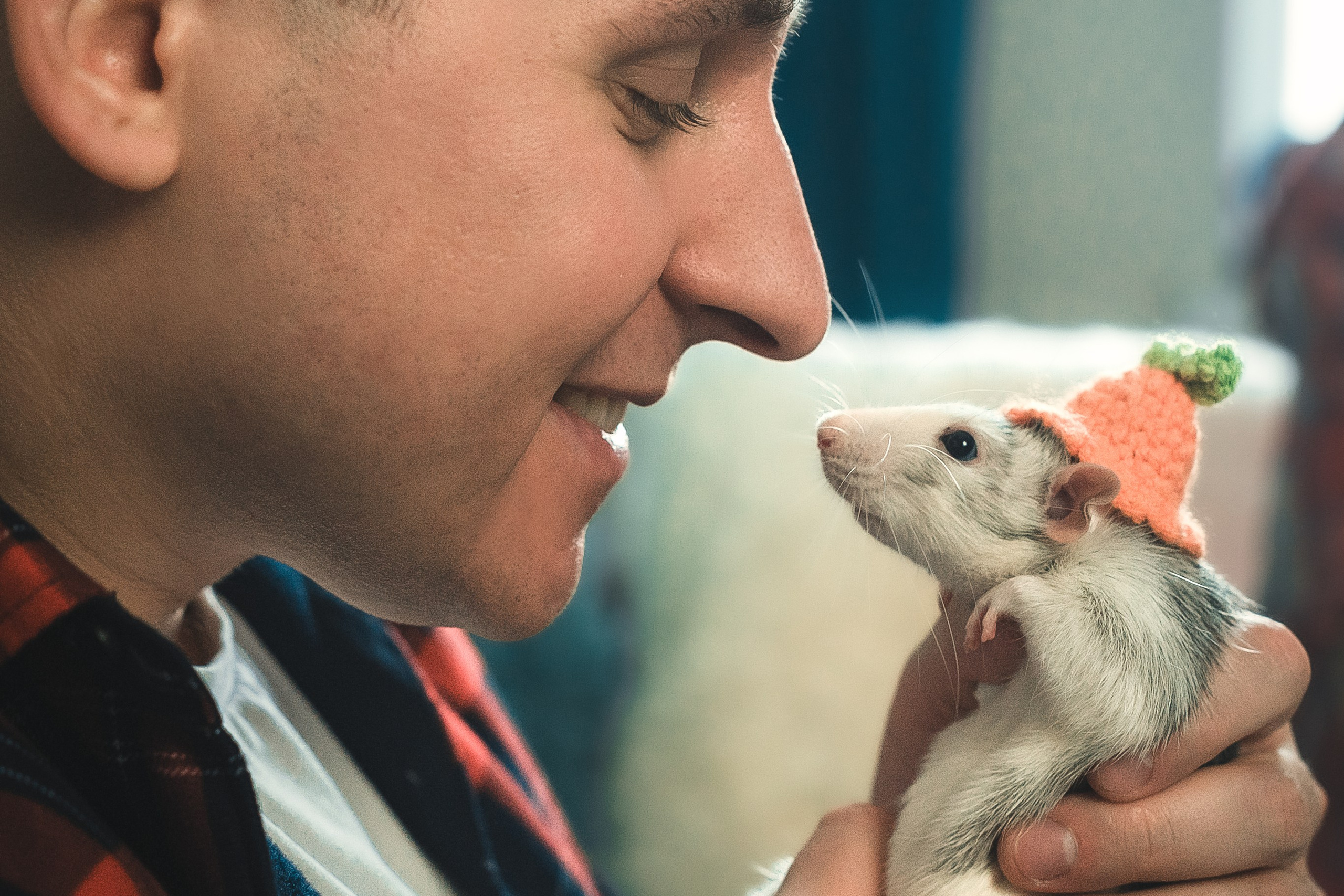 Домашняя история с крысиками