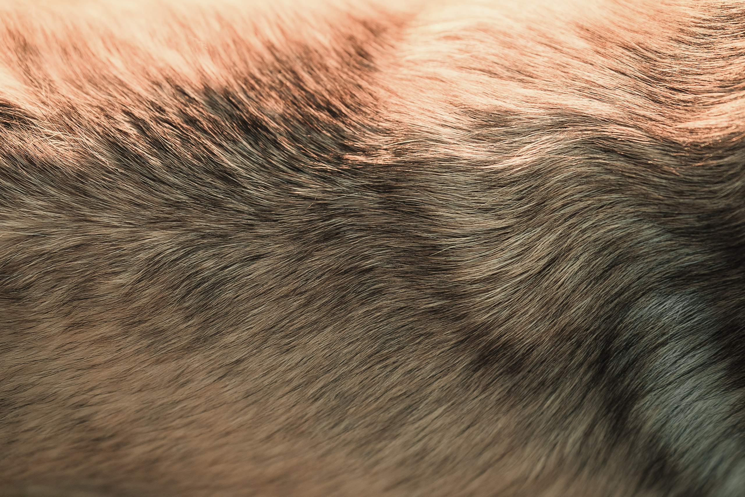 Вера, Лорочка и Вольт