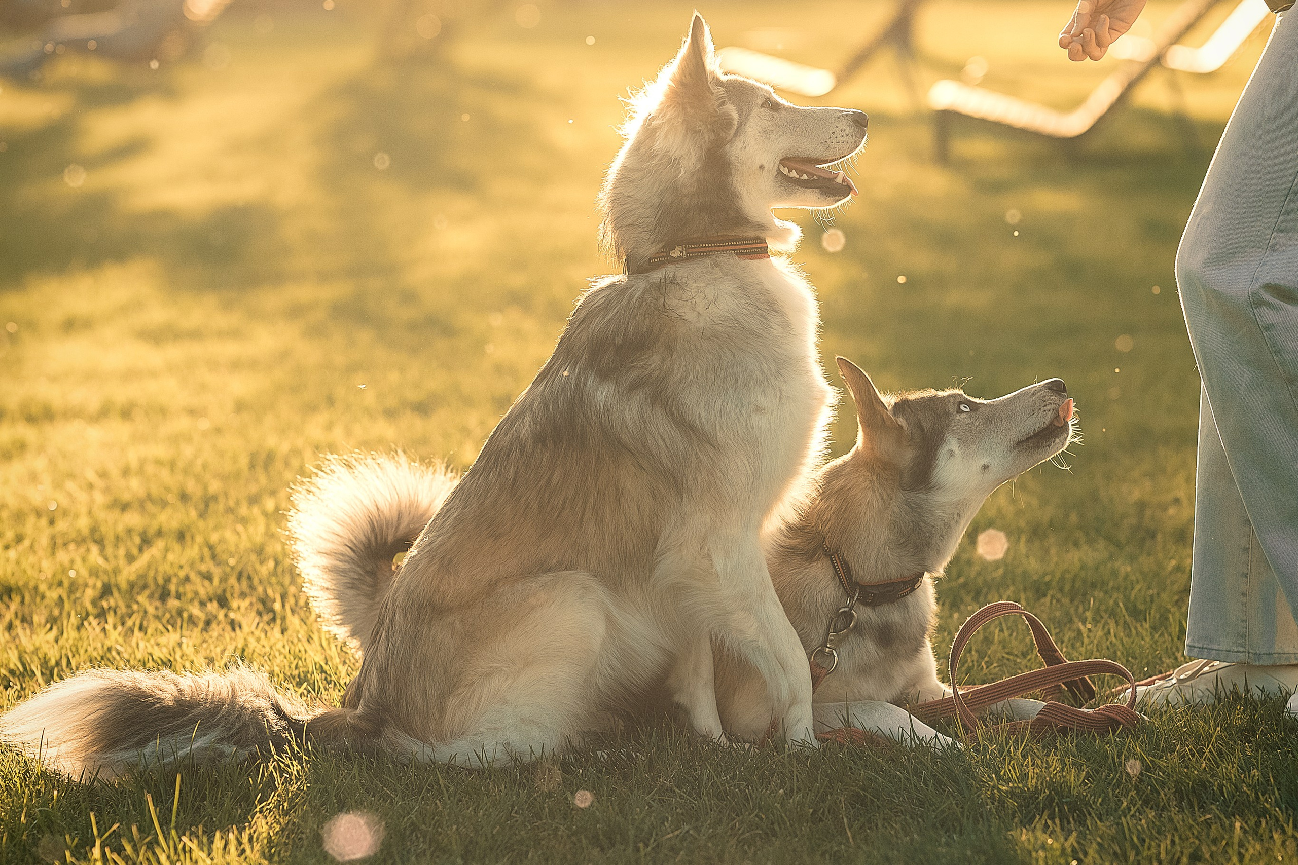 Вера, Лорочка и Вольт