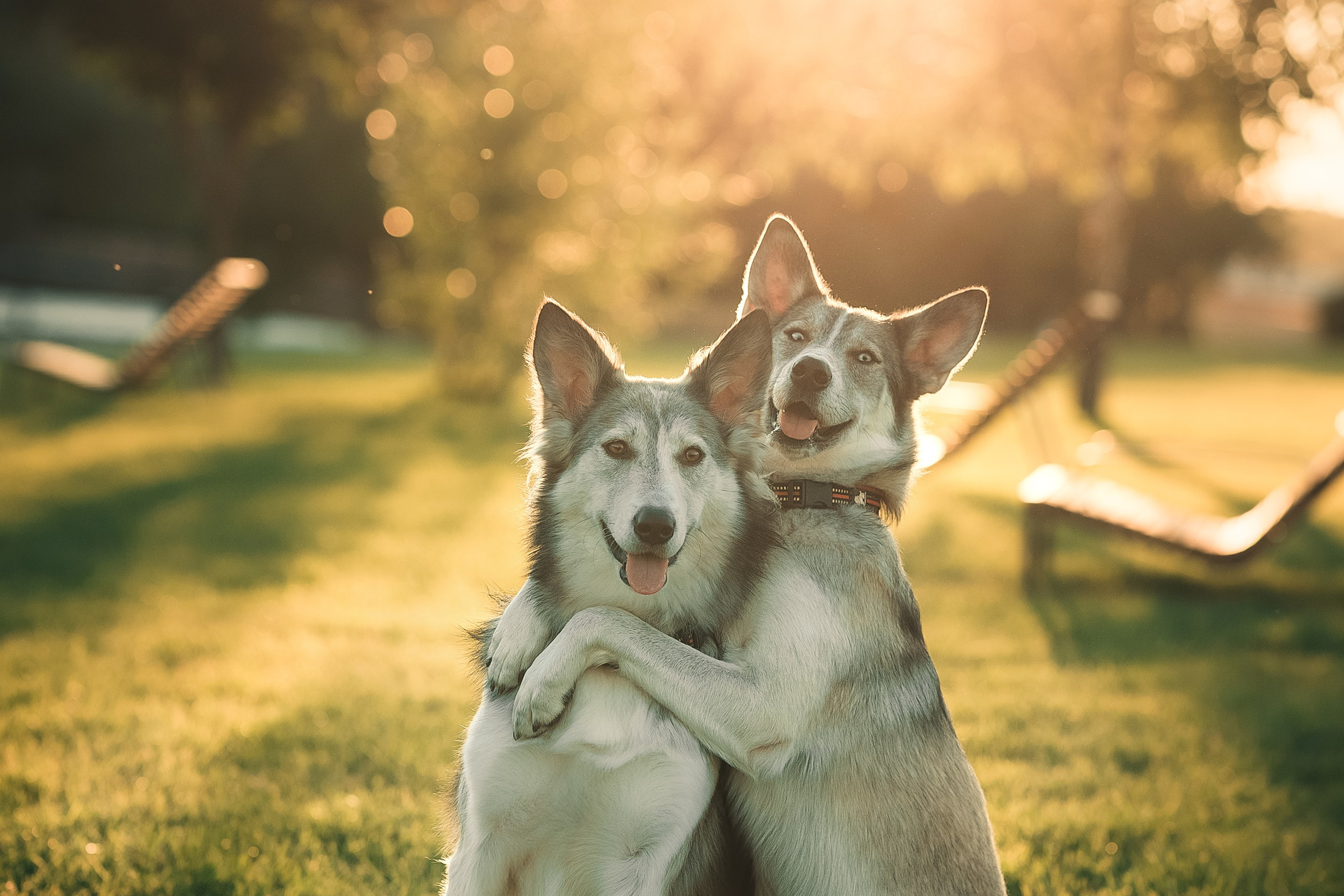 Вера, Лорочка и Вольт