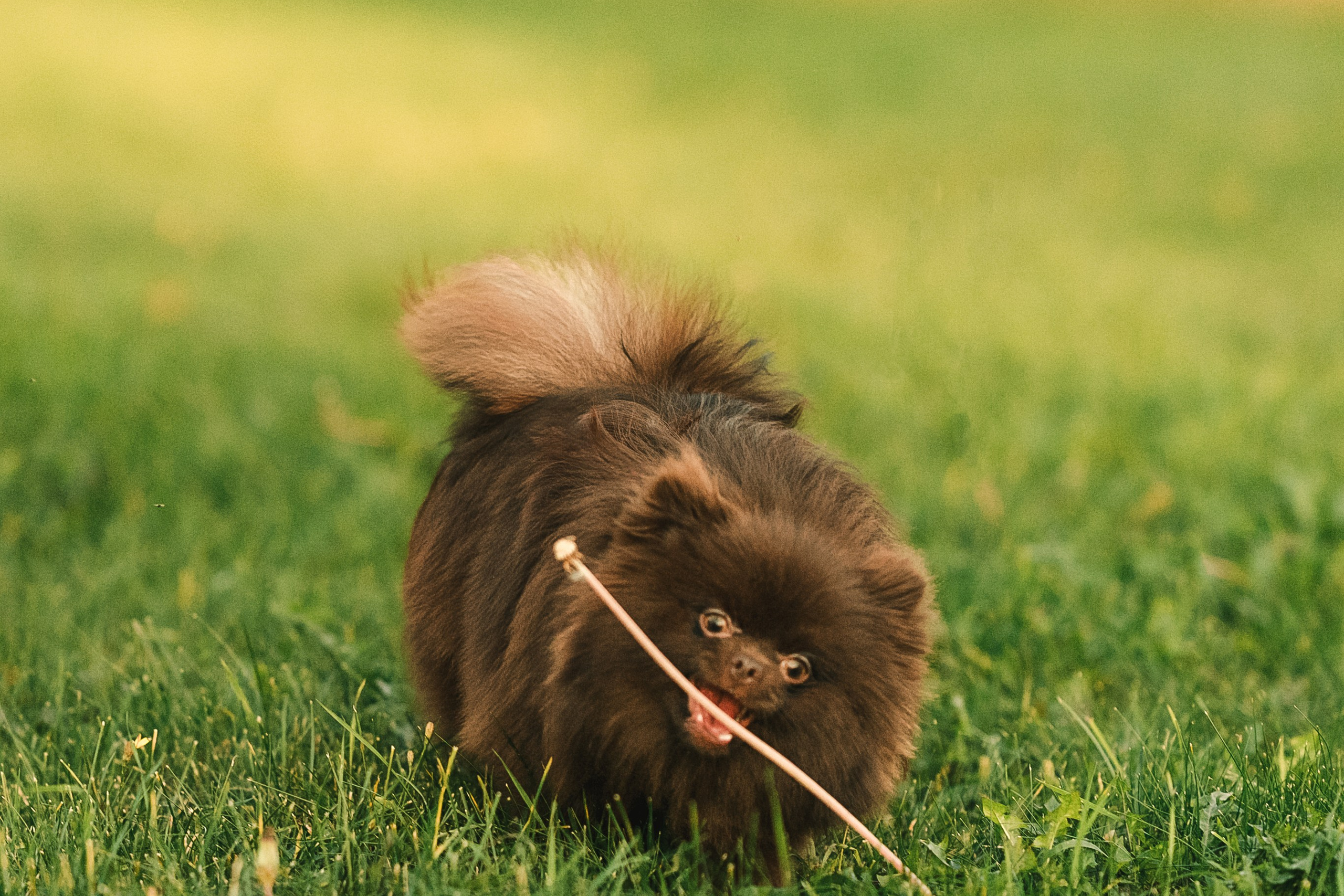 Людмила, Ника и шпицульки