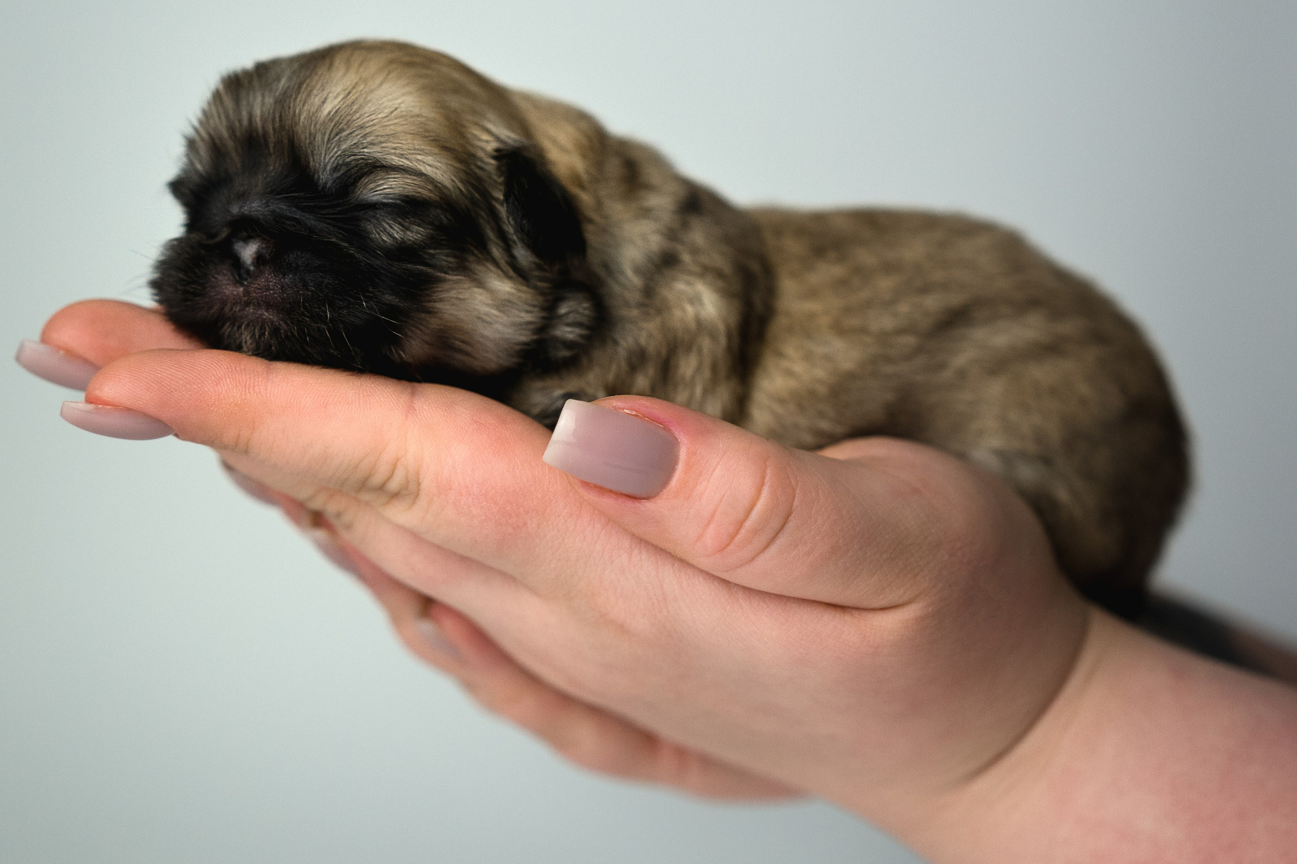 Красивая фотосессия щенков на продажу