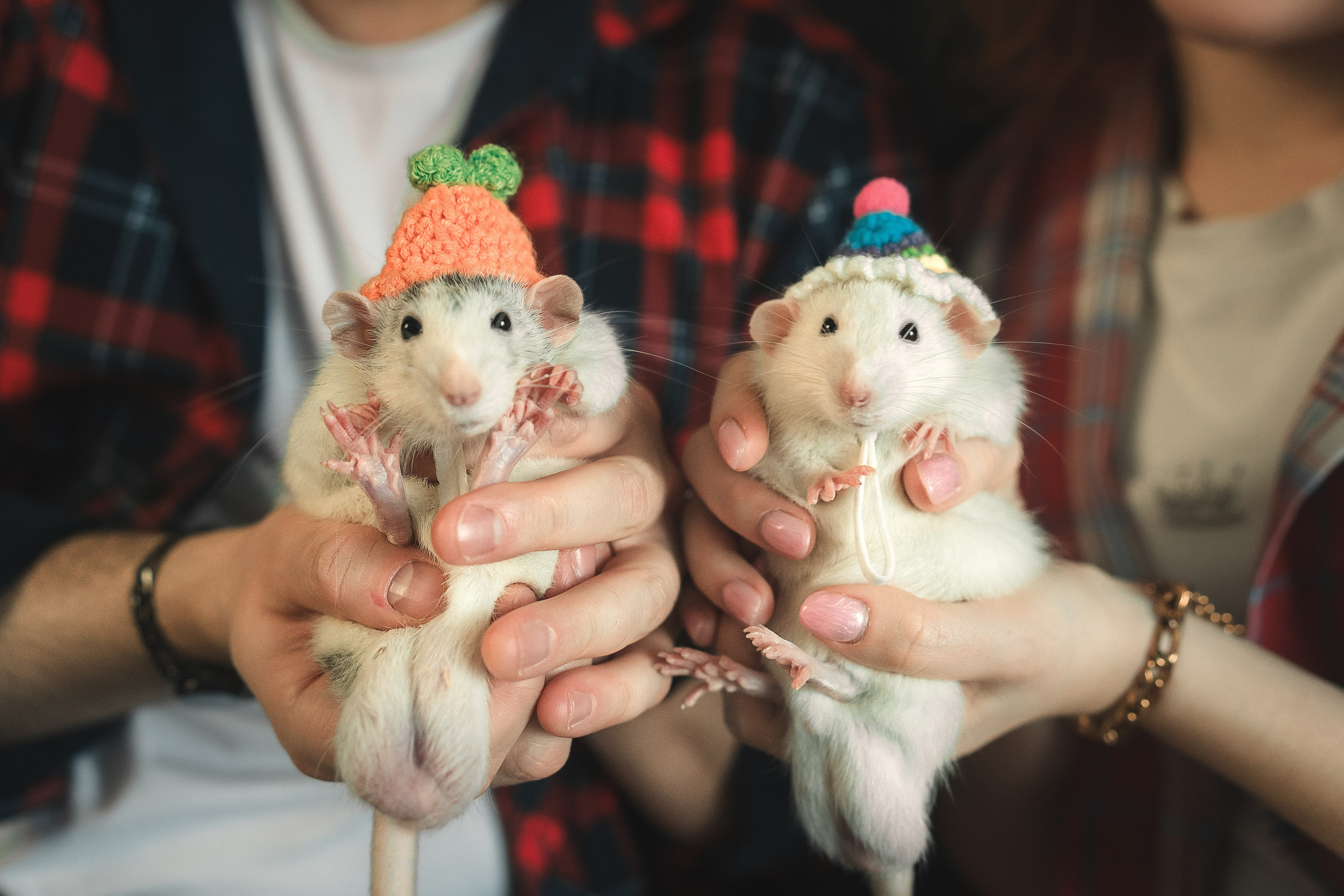 Домашняя история с крысиками