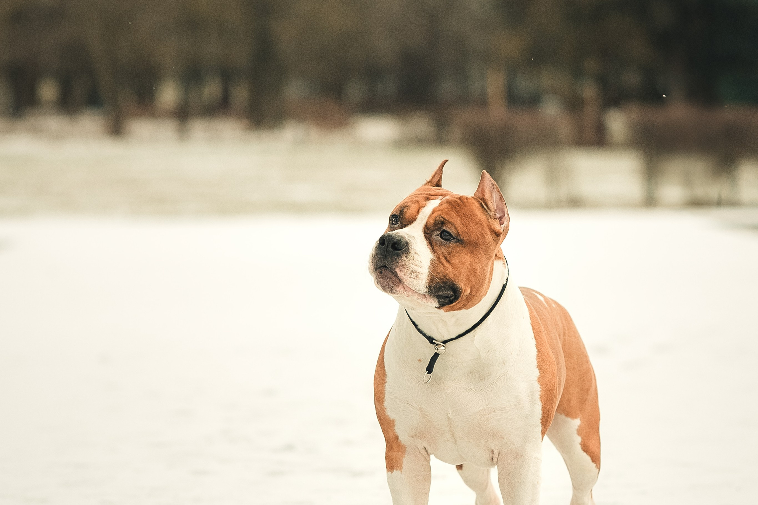 Анна и Феникс