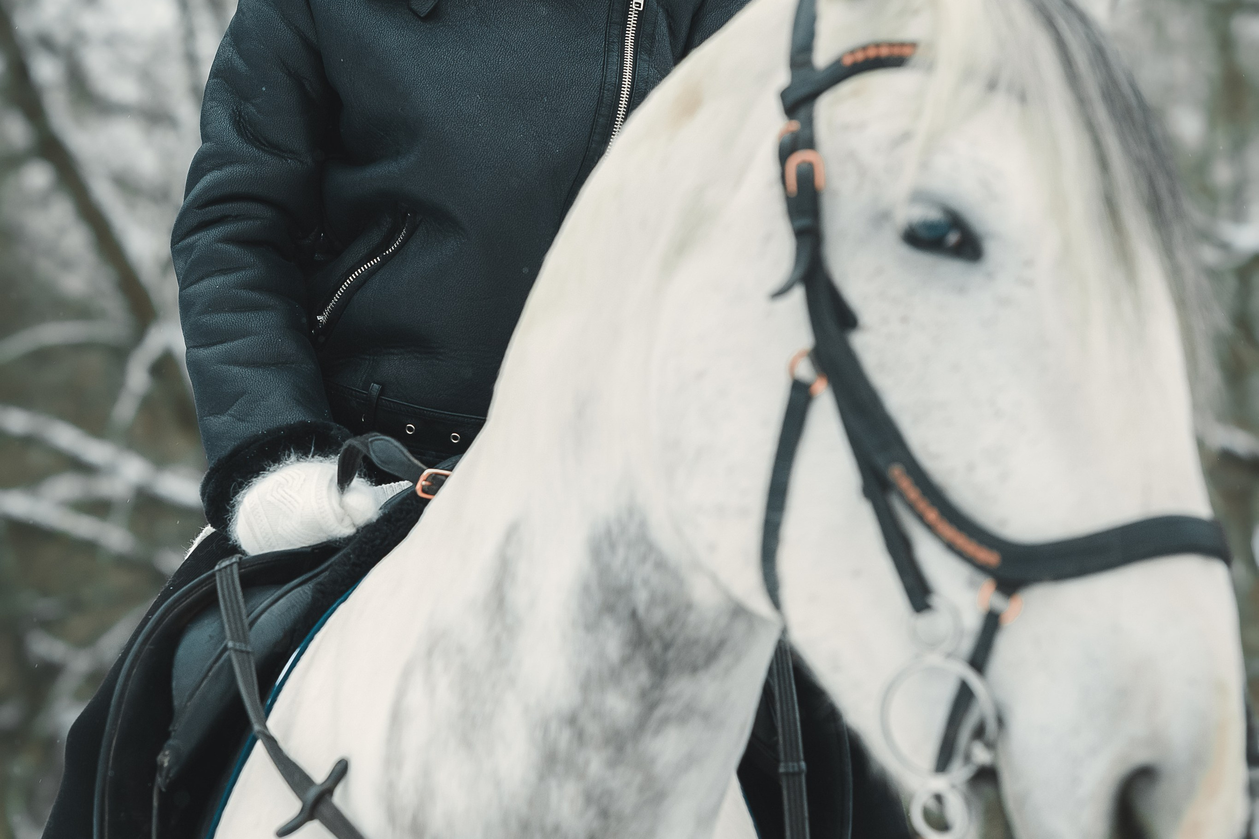 Съёмки с лошадьми