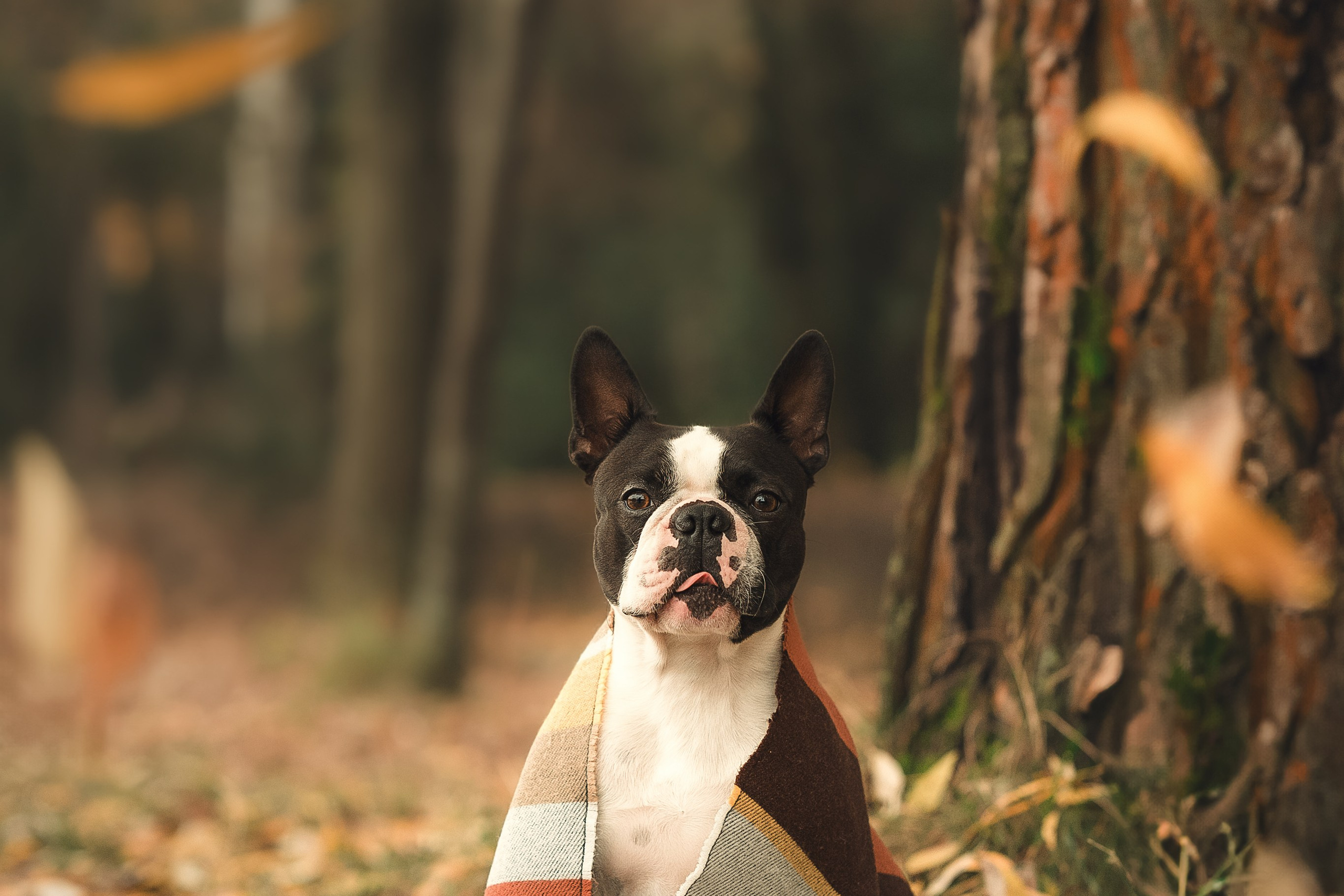 Красавчик Стич. Бостон терьер