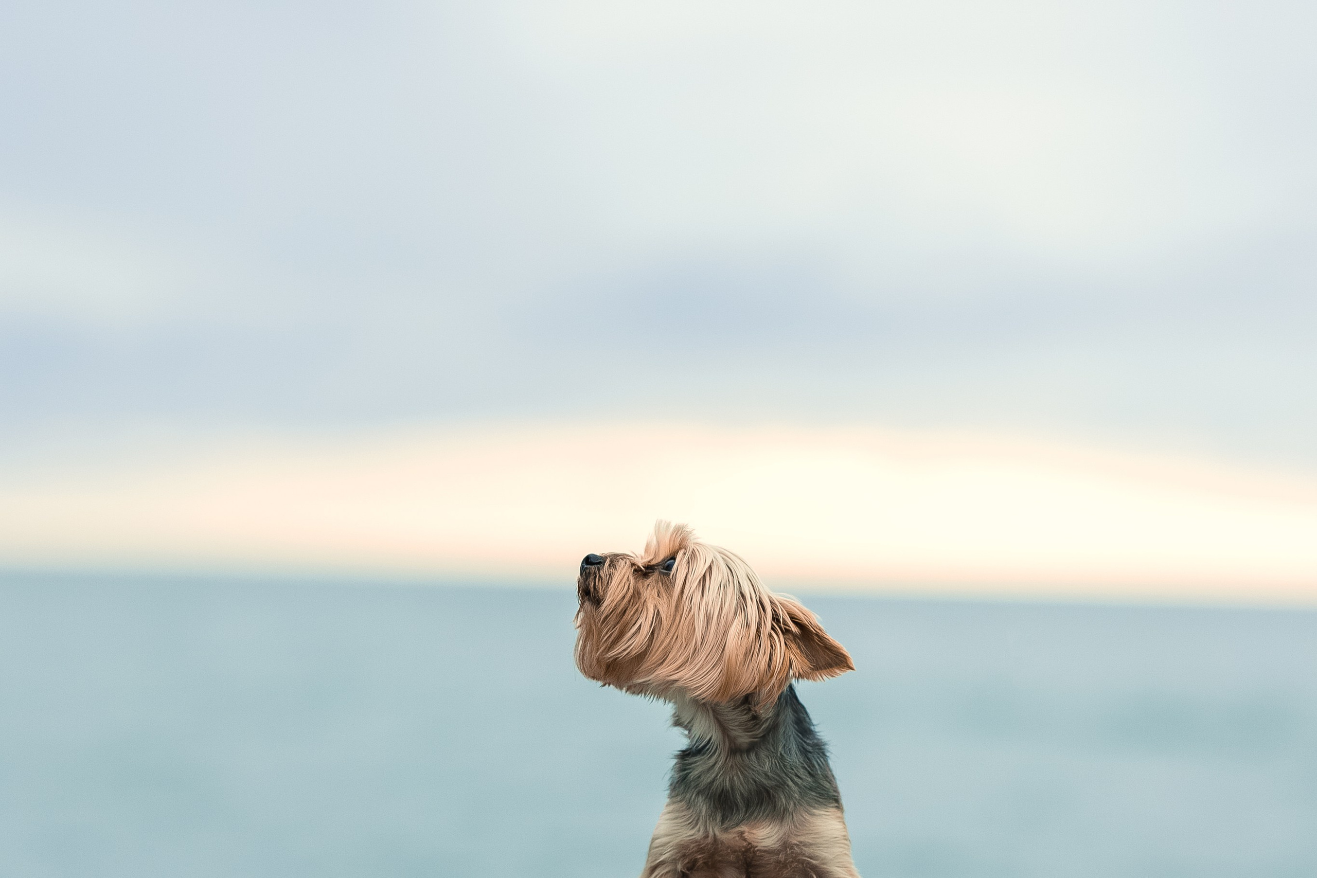 Йоркширский терьер на море