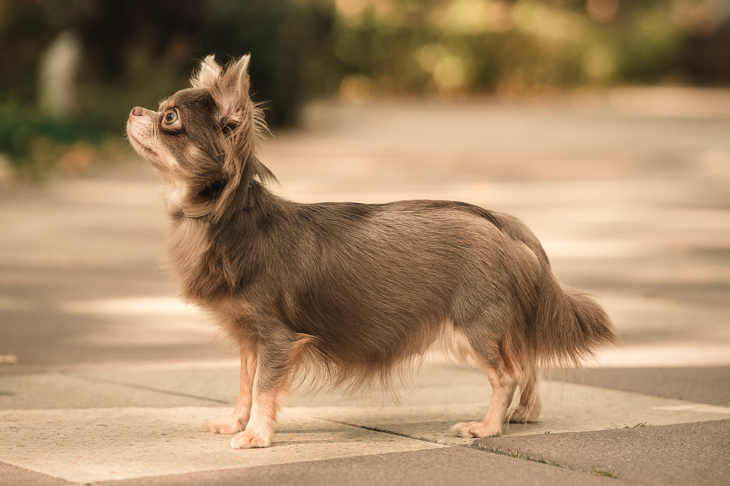 Чихуашечки